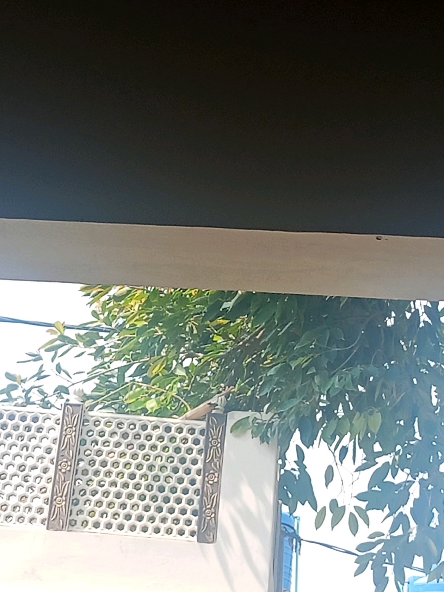 A close-up, slightly tilted shot shows a white patterned fence with dark metal posts and decorative floral elements. Behind the fence, green leaves of a tree are visible against a bright sky. The scene appears to be outdoors, potentially in a residential area.