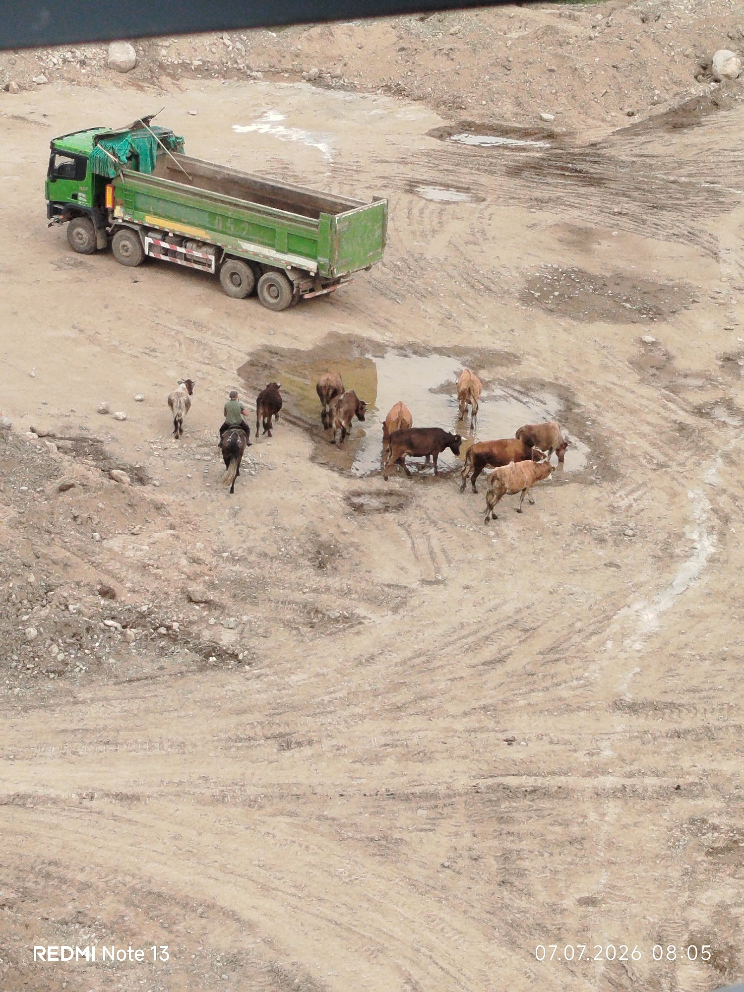 A green dump truck is parked on a dirt ground. Several cows are gathered around a puddle of water. A person is riding a horse and appears to be herding the cows. The environment is barren and dusty, with some rocks and tire tracks visible on the ground. The image is dated July 7, 2026, at 08:05.
