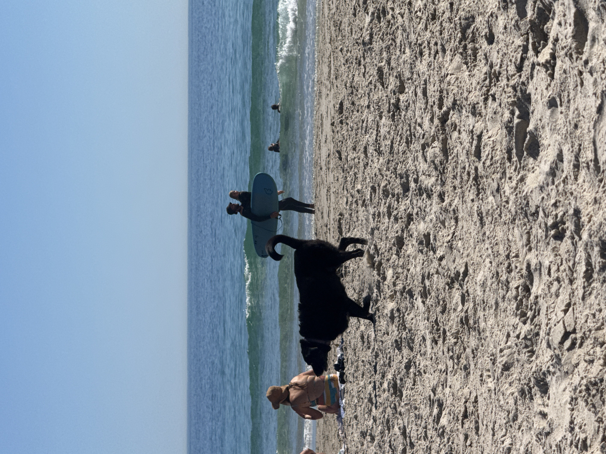 The image depicts a vibrant beach scene on a clear, sunny day at Hout Bay, South Africa. In the foreground, a person with light-colored hair, wearing a sun hat and a striped swimsuit, sits on a multi-colored towel on the sandy beach. A black dog with a collar stands close by, looking towards the water.
Mid-ground, near the shallow surf, two individuals in black wetsuits are visible. One person holds a blue surfboard or bodyboard, appearing to be preparing for or concluding a surf session. Another person stands nearby in the breaking waves. Further out in the blue ocean, several small dark figures suggest other people are enjoying the water.
The sky is a bright, cloudless blue, and the ocean exhibits gentle waves, some with white caps, rolling towards the shore. The sand is light beige and shows natural textures and indentations. The overall impression is one of a relaxed and active day at the beach, with both humans and a dog enjoying the sun and water.
