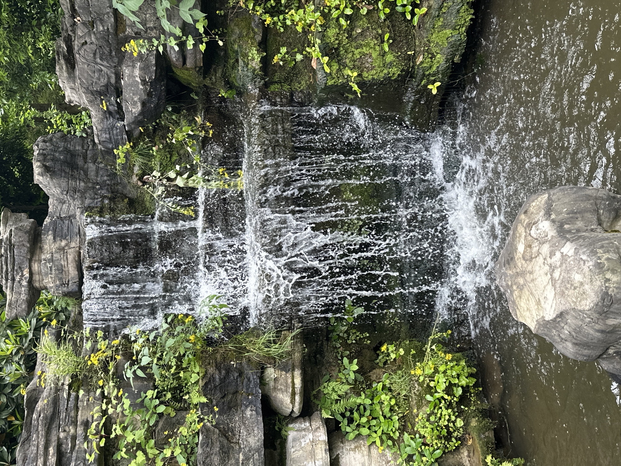 A cascading waterfall flows over terraced rock formations adorned with greenery, emptying into a pool of water. The scene is situated within the Liangjiang area of China, as evidenced by geographical markers or context clues. The artificial waterfall consists of several tiers, each with a rocky edge, and supports a variety of plants including mosses, ferns, and small yellow-flowered vegetation, enhancing the natural look. The water is clear and aerated as it falls, creating a visual contrast with the dark rocks and dense plant life. To the right of the image is a large, rounded rock partially submerged in the pool, possibly placed decoratively. The overall setting suggests a man-made or heavily landscaped environment, such as a garden or park. The environment is dense with vegetation and dark rocks.