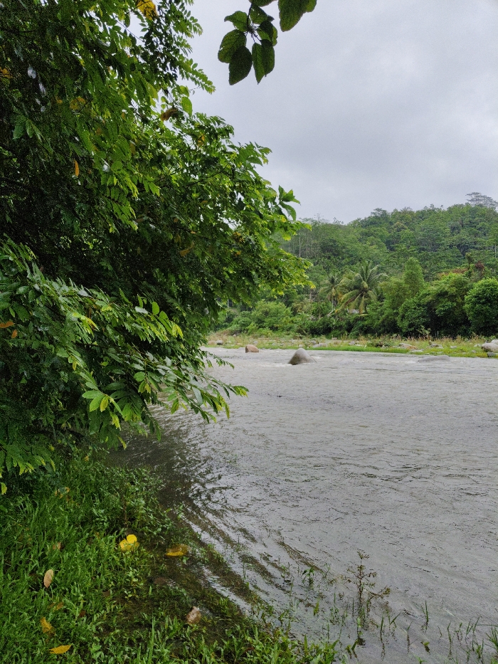 A lush, green tree overhangs the edge of a river, its branches heavy with foliage. The water is gray and flows smoothly, with large rocks scattered across its surface. In the background, a verdant hillside is visible, covered in dense vegetation and palm trees. The sky is overcast, casting a soft, diffused light over the scene. The riverbank is overgrown with grass and plants, some of which are partially submerged in the water.