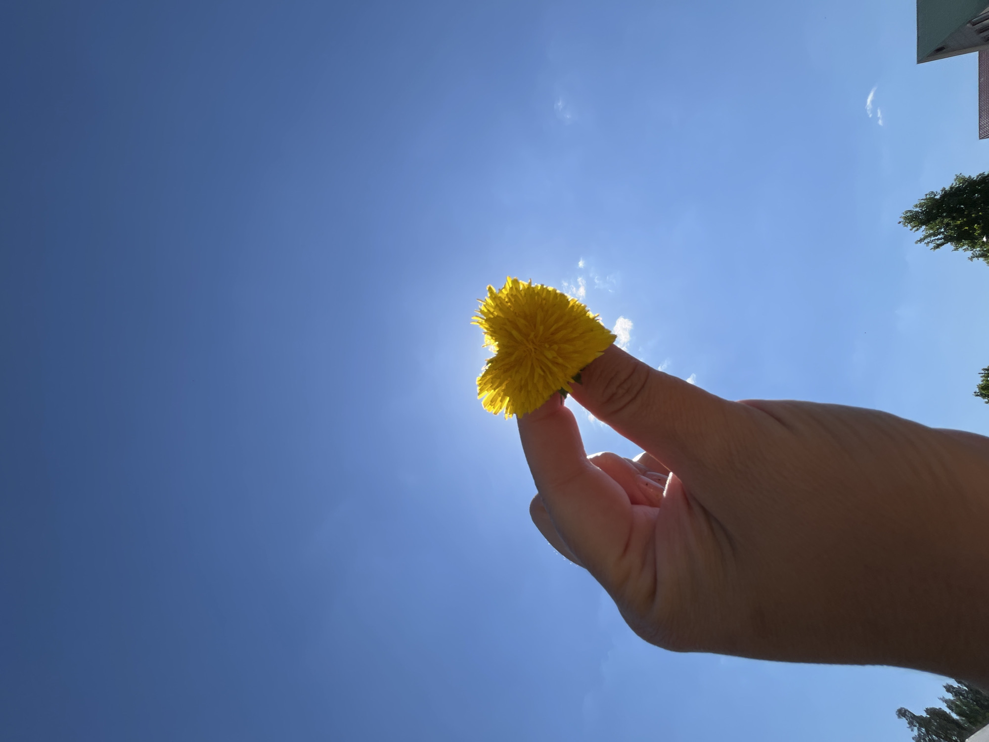 The image shows a hand holding a yellow flower against a clear blue sky. The sun is behind the flower, making it appear brighter. The location is Chaikovsky, Russia, based on the presence of trees and structures.