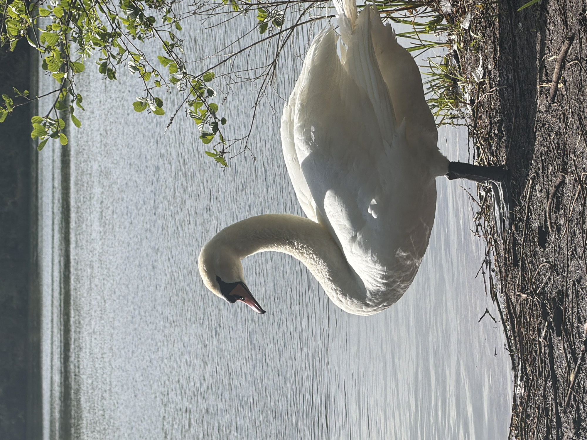 A sideways view shows a swan standing next to a tree in Tonbridge and Malling, UK. The swan is white with a black beak and is standing on its left foot. The tree is brown with rough bark. The swan is positioned to the right of the frame, next to the tree trunk. To the left of the swan is a body of water, which is gray and reflective. Branches and leaves are visible near the water.
