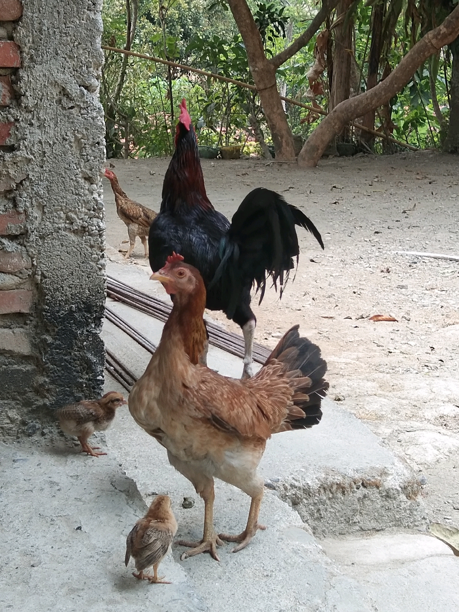 In Karangsambung, Indonesia, a rooster with dark plumage and a prominent red comb stands behind a brown hen. Two chicks are present, one to the left of the hen and another in front. A second brown hen stands in the background. The birds are on a concrete surface, with a rough brick wall on the left and a dirt and gravel area behind them. Lush green foliage and trees are visible in the background.