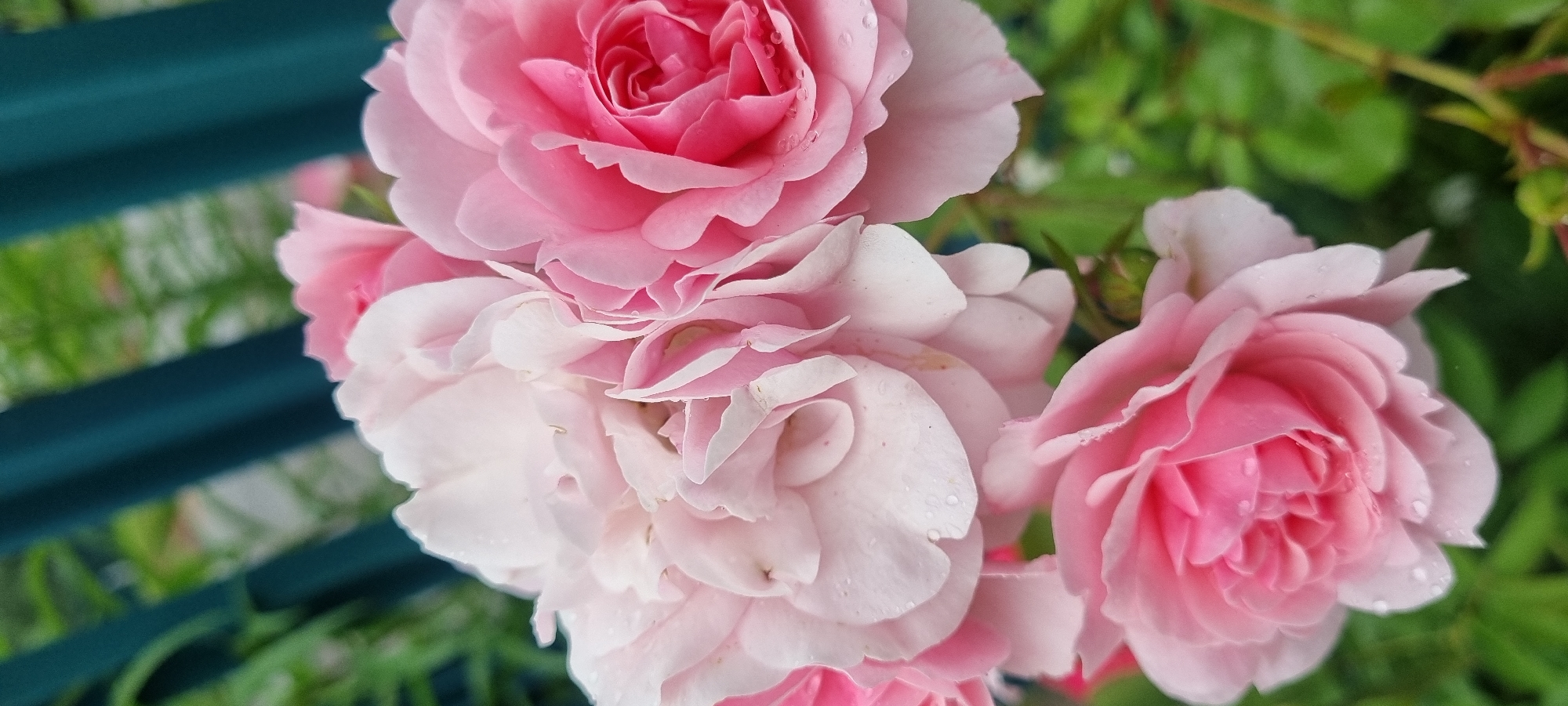 In Romashkovo, Russia, a close-up shot captures a cluster of pink roses in bloom. The roses, featuring delicate, layered petals, are adorned with water droplets, suggesting recent rain or dew. They are set against a blurred background of lush green foliage and a dark teal fence. The composition focuses on the textural details of the flowers, with some petals appearing lighter pink or almost white, transitioning to a more vibrant pink towards the center of some blooms.