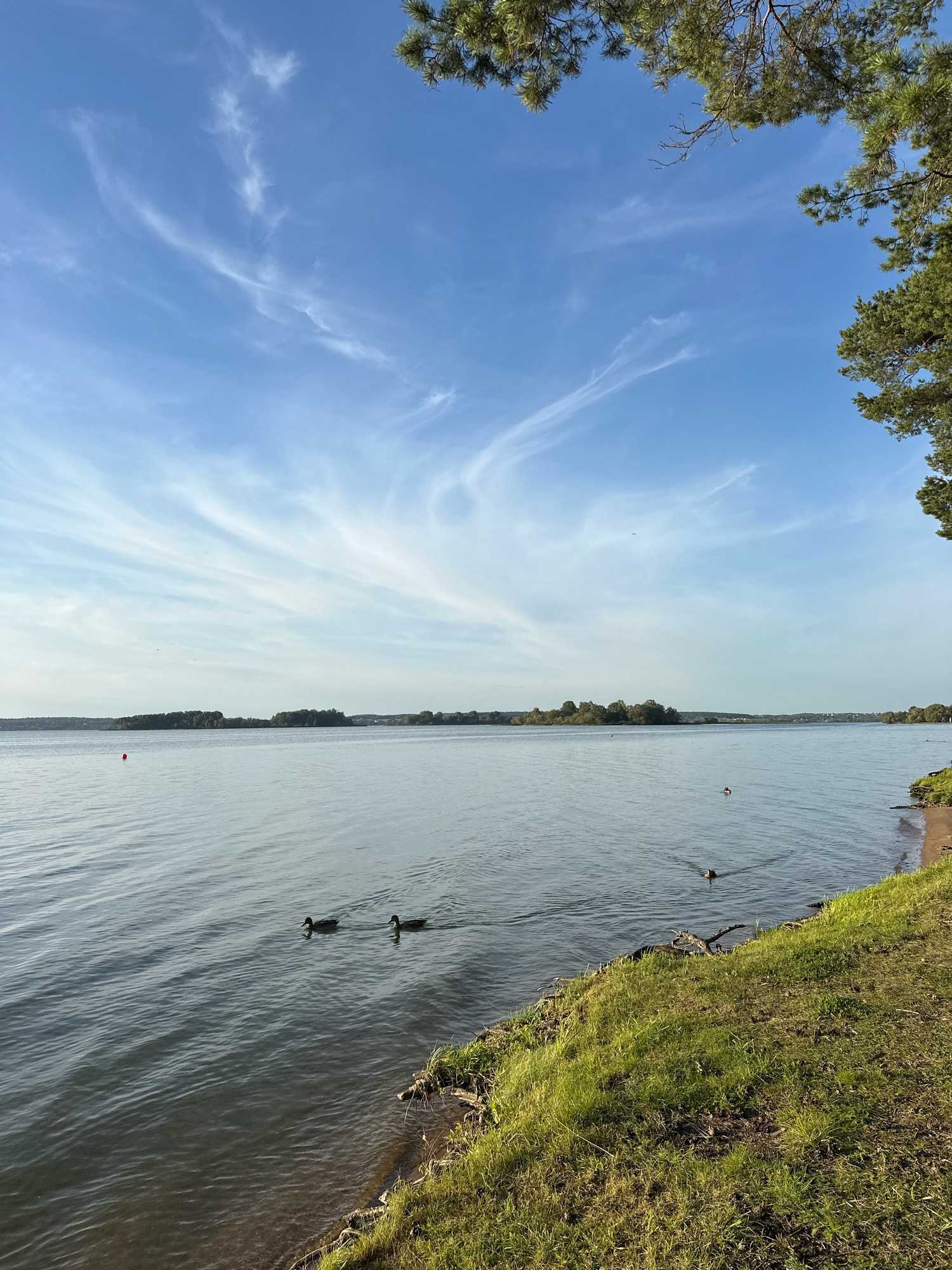 A wide shot captures a tranquil lake with a clear blue sky scattered with wispy white clouds. In the foreground, a grassy bank slopes down to the water's edge, with some driftwood visible. The lake is calm, with small ripples on its surface. Two ducks swim in the middle distance, leaving faint wakes. In the far distance, a line of trees forms the horizon, with a small red buoy floating in the water to the left. Pine branches frame the top right corner of the image. The scene appears to be in the vicinity of Ждановіцкі сельскі Савет, Belarus.