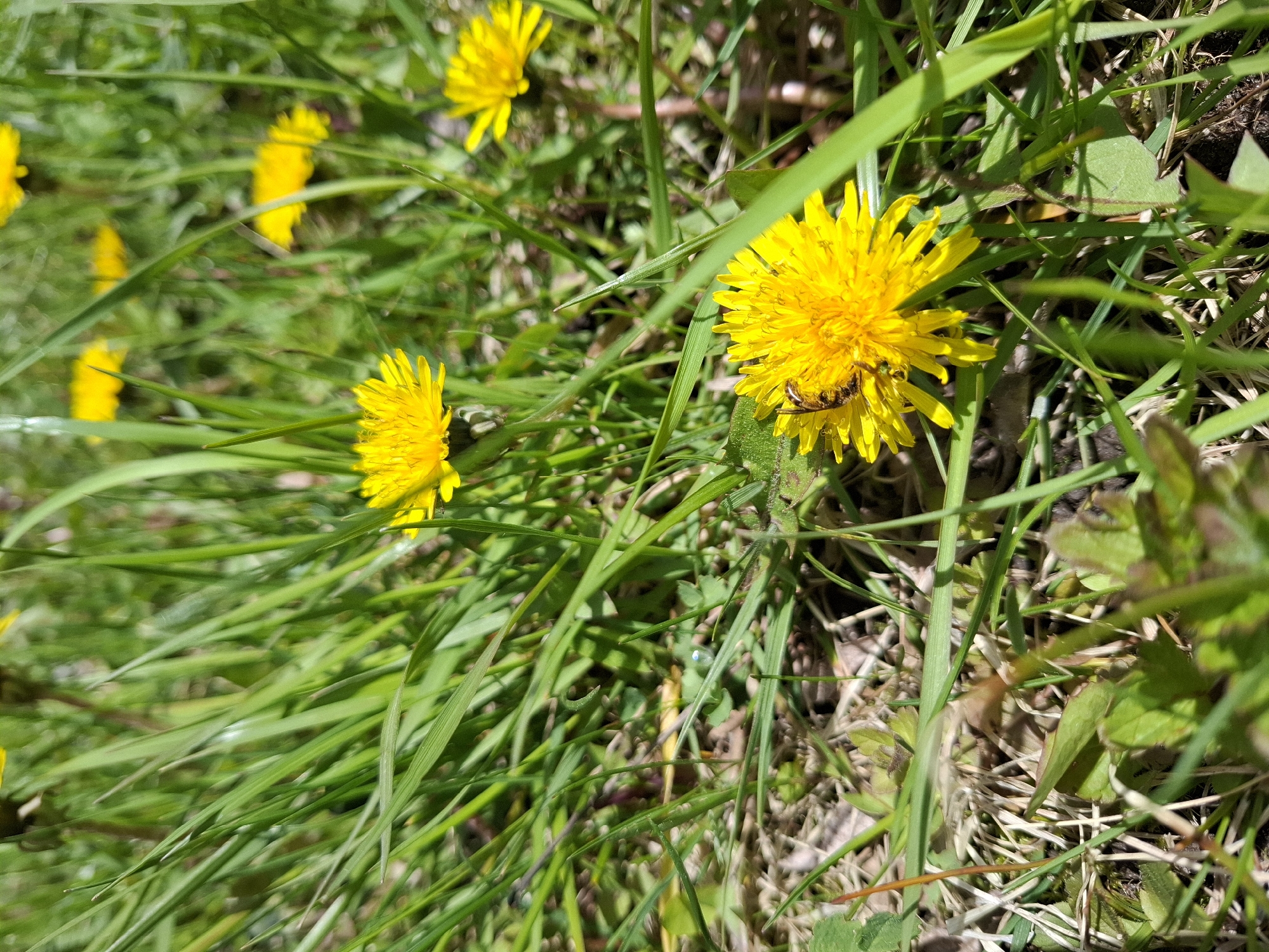 This close-up image captures a vibrant natural scene featuring several dandelions blooming amongst green grass in Елец-Маланино, Russia. The photograph is taken from an eye-level perspective, focusing on the immediate foreground.
The primary subjects are bright yellow dandelions and abundant green grass. In the lower right foreground, a large, fully bloomed dandelion is sharply in focus, displaying its numerous distinct petals. A small, dark-colored insect, possibly a fly or a small bee, is visible on the petals of this dandelion, suggesting it is foraging for pollen or nectar. Another dandelion, equally bright yellow, is partially visible and in focus to the left of the main flower. Further into the mid-ground and background, multiple other dandelions appear as soft yellow blurs, indicating a wider spread of these flowers across the landscape.
The vibrant green grass fills the majority of the frame, with individual blades clearly visible and sharply defined, especially in the foreground and mid-ground. Patches of dark soil, dried grass, and some brown leaves are discernible beneath the green vegetation, particularly towards the bottom and right side of the image.
The notable details include the bright, clear sunlight, which illuminates the scene, casting subtle shadows and highlighting the textures of the dandelions and grass blades. This indicates a sunny day. No human subjects or visible text are present in the image. The overall setting is an outdoor, natural environment, possibly a field, meadow, or unkempt garden, bustling with insect activity.