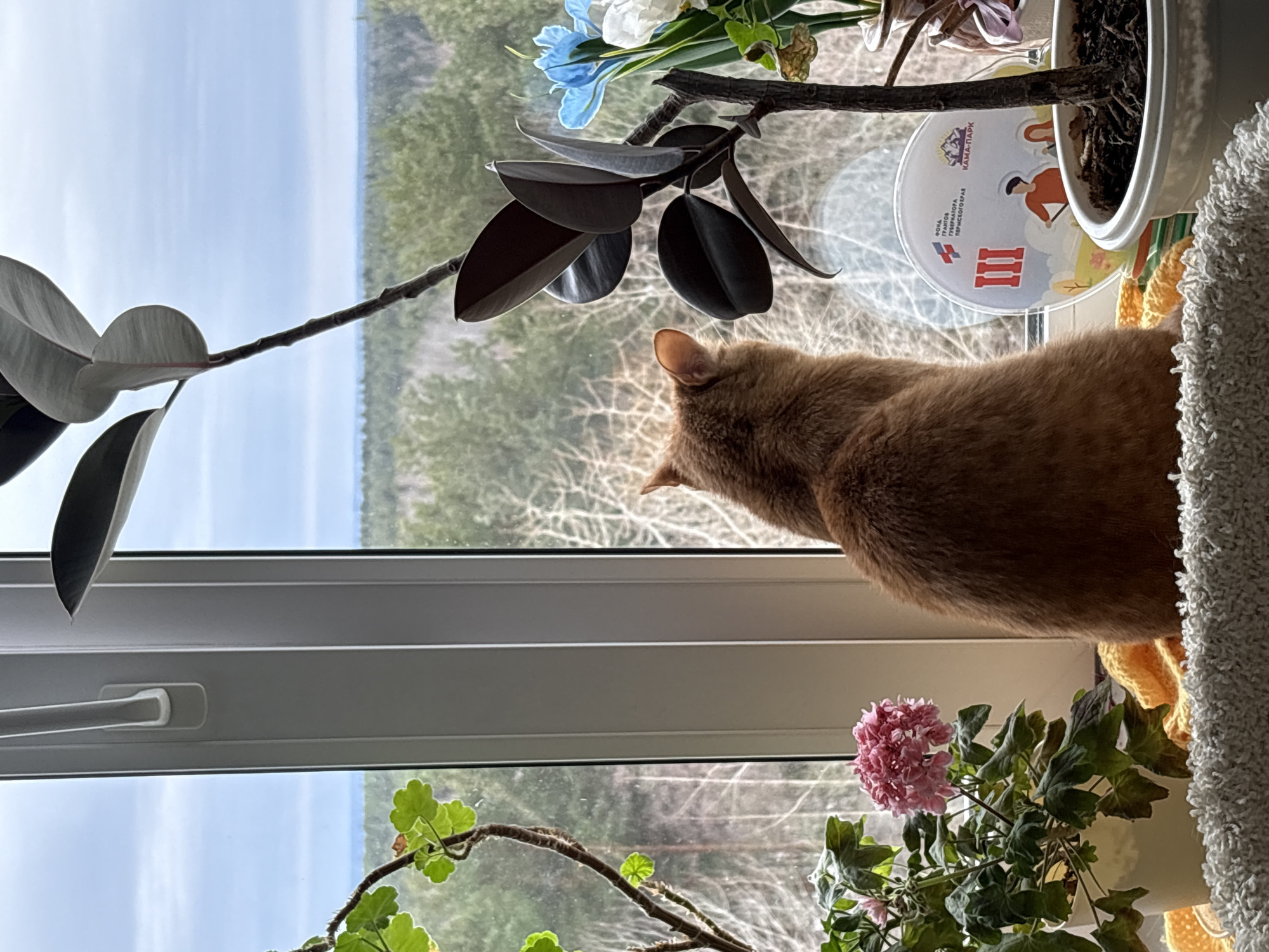 A domestic cat is positioned on a window sill, facing away from the camera. The cat is light brown with short fur. The window provides a view of a forested area under a bright, overcast sky.
Several potted plants are arranged on the window sill alongside the cat, including:
* A plant with large, dark green leaves.
* A geranium with pink flowers.
* A plant with small, light green leaves.
* A pot covered with a lid, with "KAMA-PARK" written on it in Russian.
A gray, textured blanket or fabric is partially visible on the right side of the frame.
The location is Berezniki, Russia.