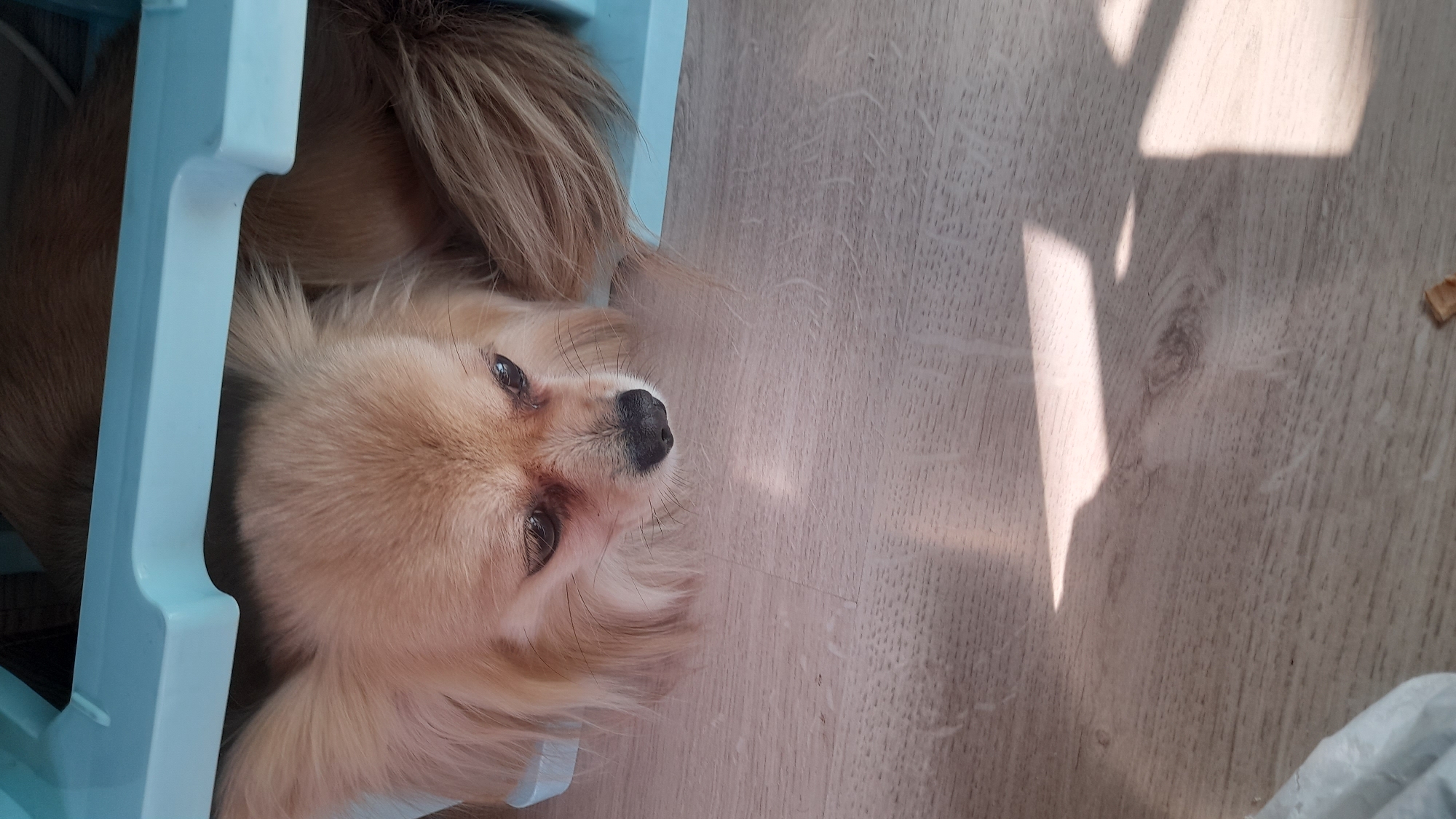 A tan, long-haired dog with a black nose and brown eyes is lying down. The dog is partially obscured by a light blue plastic crate on the left side of the frame. The dog is resting on a light-colored wooden floor. A bright, narrow beam of sunlight is shining on the floor towards the right of the frame. There is no indication that this scene is located in Saint Petersburg, Russia.