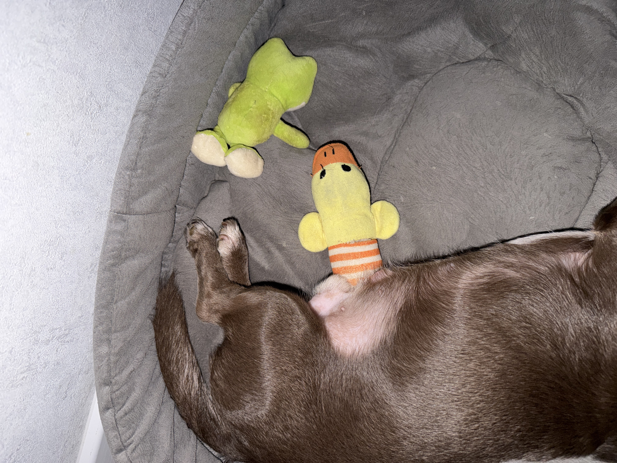 A brown dog is lying on its back in a gray dog bed with a green stuffed frog and a yellow and orange stuffed duck beside it. The dog is lying on its back. The location is not identifiable as Votkinsk, Russia from the image provided.