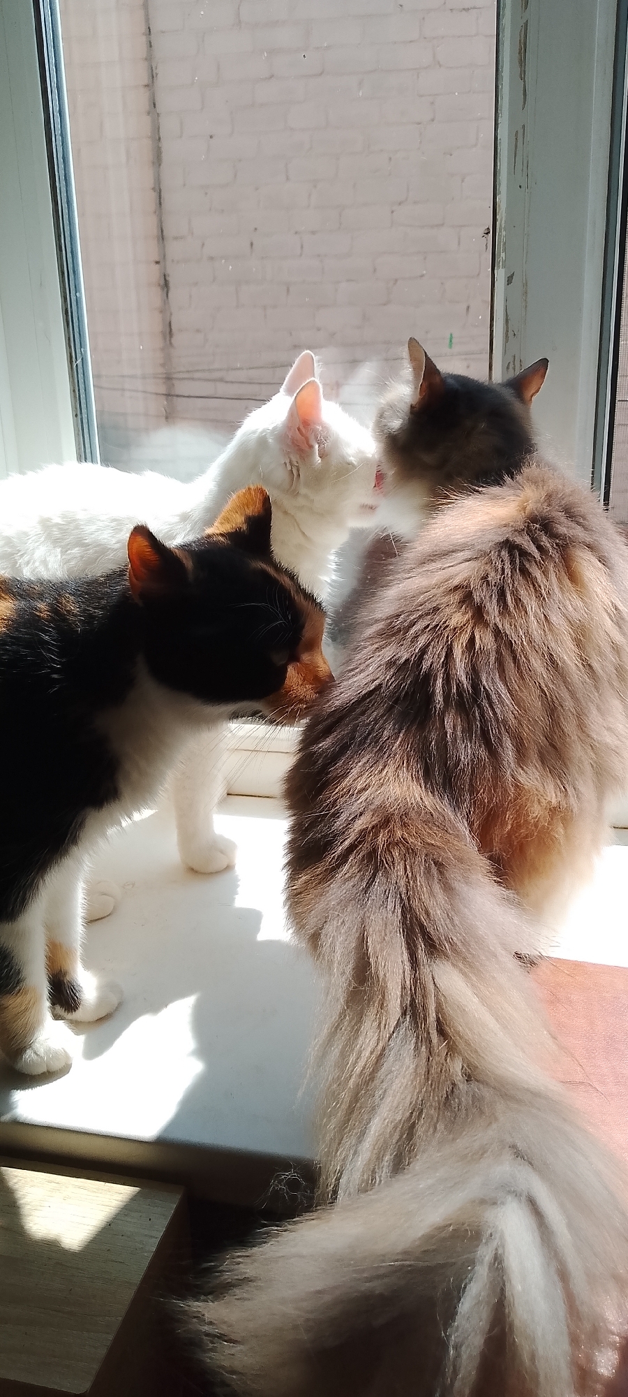Three domestic cats are gathered on a windowsill in Belgorod, Russia. The cat on the left has a calico coat with patches of black, white, and orange, and is facing to the right. In the center, a white cat with pink ears is licking the face of a fluffy, brown and grey long-haired cat that is facing away from the camera. The cats are positioned in front of a window with a brick wall visible through it. Sunlight streams in, creating shadows on the windowsill. The scene appears to be indoors, likely in a residential setting.