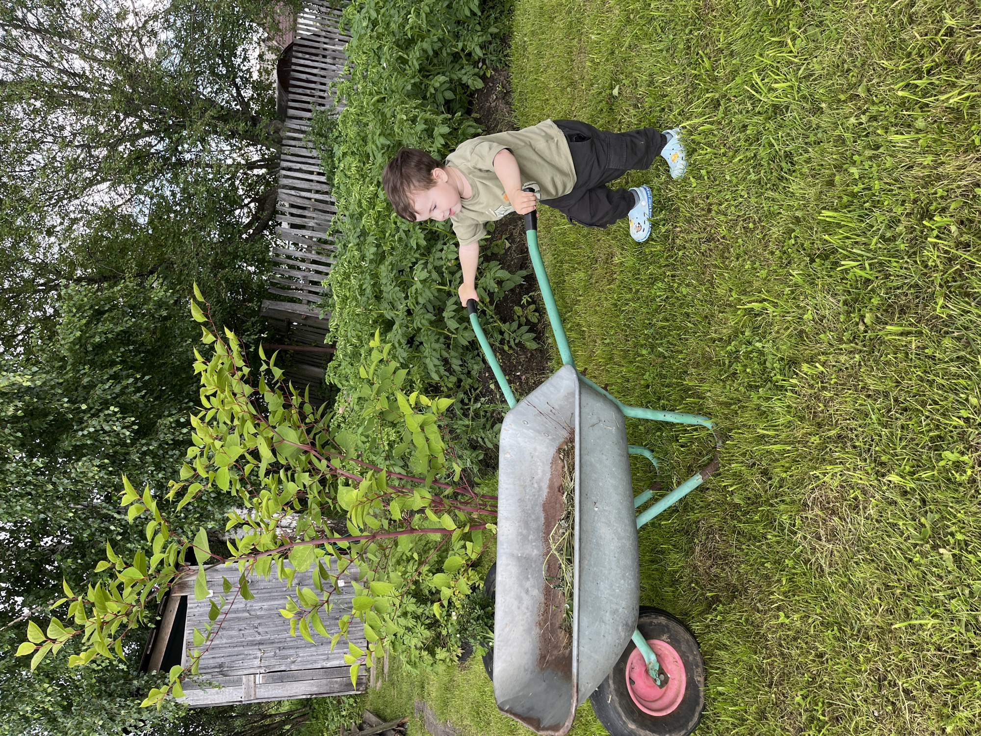 In Igra, Russia, a young boy is engaged in pushing a wheelbarrow across a grassy area. He is wearing a green t-shirt, dark pants, and blue Crocs with cartoon characters on them. The boy appears to be smiling and focused on his task. The wheelbarrow is made of metal with green handles and a pink rim on its single wheel. It contains some dry grass and dirt.
The scene is set outdoors, with lush green grass covering the ground. To the left of the boy and the wheelbarrow, there is a wooden fence and a small wooden structure, possibly a shed or outbuilding. Beyond these, a large tree with dense green foliage can be seen. The background is filled with more greenery, including garden plants and trees, suggesting a rural or suburban environment. The lighting indicates it is daytime, likely with overcast or bright but diffused sunlight, given the absence of strong shadows. The overall atmosphere is one of outdoor activity and engagement with nature, possibly in a garden or yard. There is no visible text in the image.