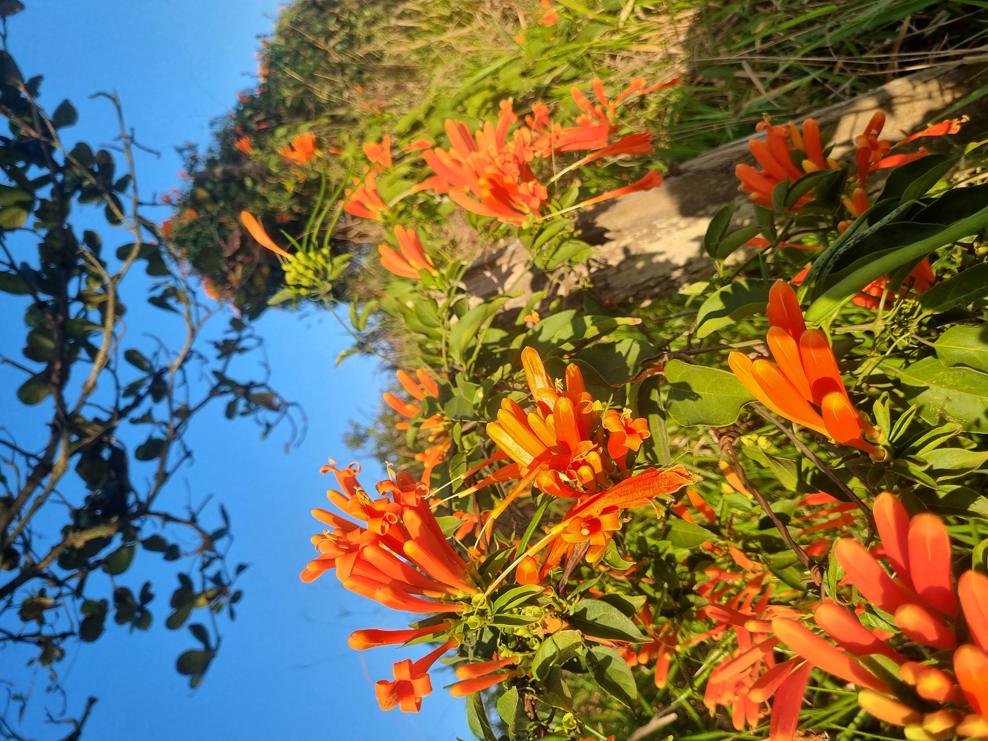 In Laranjal Paulista, Brazil, this image captures a vibrant cluster of orange trumpet flowers, scientifically known as Pyrostegia venosa, blooming profusely in an outdoor setting. The flowers, characterized by their tubular shape and intense orange hue, are densely packed on the vine, creating a visually striking display. They are interspersed with lush green foliage and set against a backdrop of a clear blue sky. In the mid-ground, a weathered wooden post serves as a structural element, partially obscured by the flourishing vines. The background hints at a natural, possibly overgrown environment with hints of dry grass and further vegetation, bathed in the warm glow of sunlight, suggesting a pleasant day in this Brazilian city.