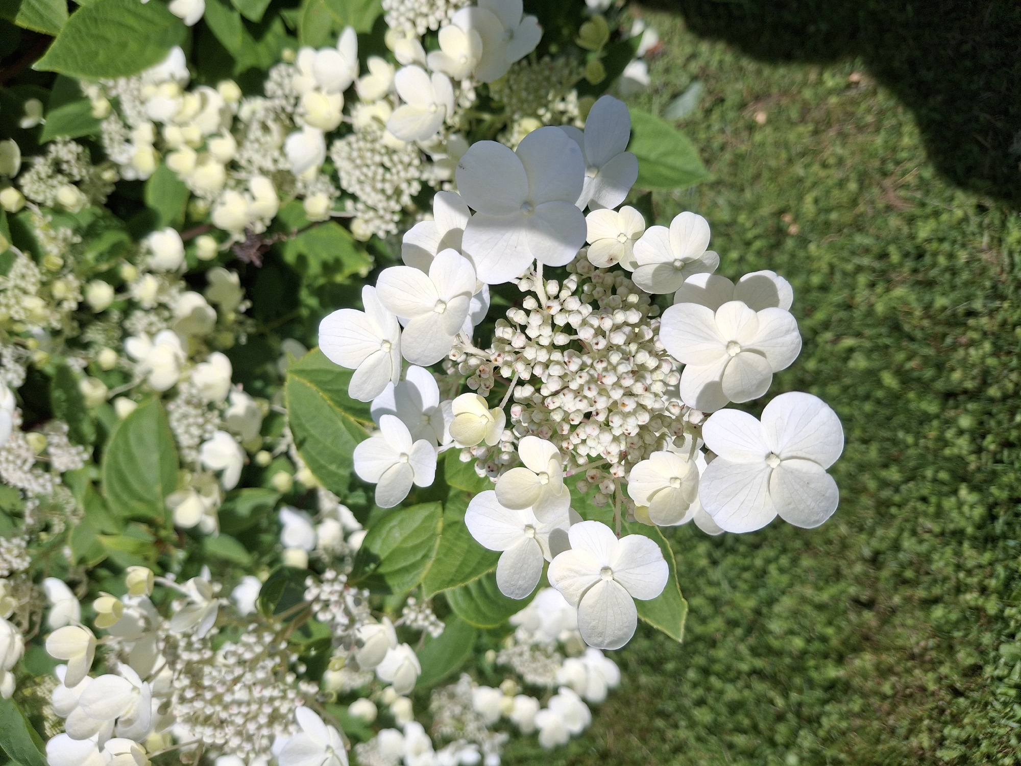 This is a close-up, top-down shot of a blooming white hydrangea plant. The foreground is dominated by the flower heads, which are composed of numerous small, delicate white florets clustered together, interspersed with larger, lacecap-like white petals. The petals are four-lobed, with some showing faint veining. The plant has lush green leaves in the background, some in sharp focus and others blurred. The setting appears to be outdoors, with a patch of green grass visible in the lower right portion of the frame, and a dark shadow cast from above, suggesting it is daytime, likely sunny. The overall mood is serene and natural, highlighting the beauty of the flowers. There is no visible text in the image. The location is Ogre, Latvia.