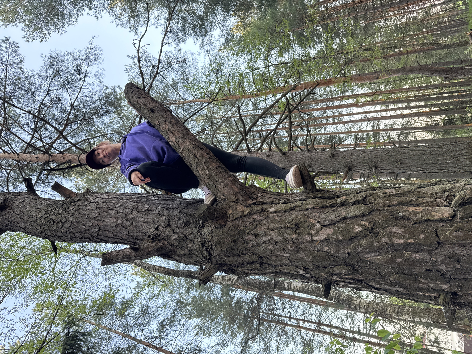 A woman sits perched on a thick tree branch in a wooded area, likely within Прикамский, Russia. The woman wears a purple sweatshirt, dark pants, white shoes, and a hat. The camera angle is low, looking upwards toward the subject. The surrounding environment is a forest with numerous tall trees stretching into the sky, partially obscuring the light. Some trees have fresh green leaves.