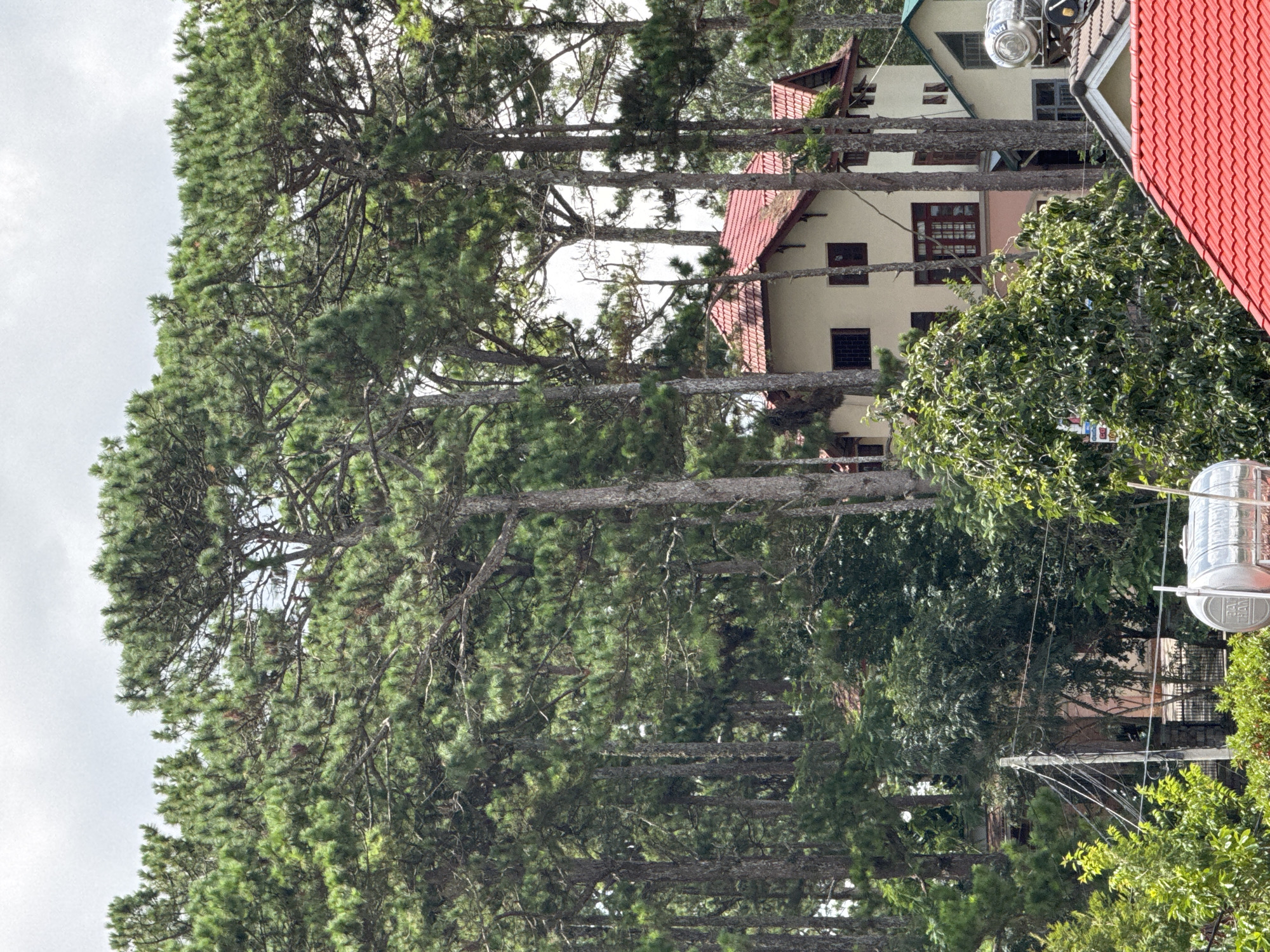 The image depicts a residential area in Da Lat, Vietnam, characterized by its lush pine forests and a cluster of houses. The scene is dominated by tall, slender pine trees with dense green foliage, creating a natural canopy. Several houses are visible, featuring distinctive red tiled roofs. One prominent house, painted a light cream color, has dark-trimmed windows and multiple stories. Another house, partially visible, has a green roof and a large cylindrical water tank on top. In the foreground, more greenery and a bright red tiled roof are visible. A utility pole with a network of wires stands to the left, suggesting the presence of infrastructure. The overall atmosphere is one of a peaceful, tree-lined neighborhood in Da Lat.