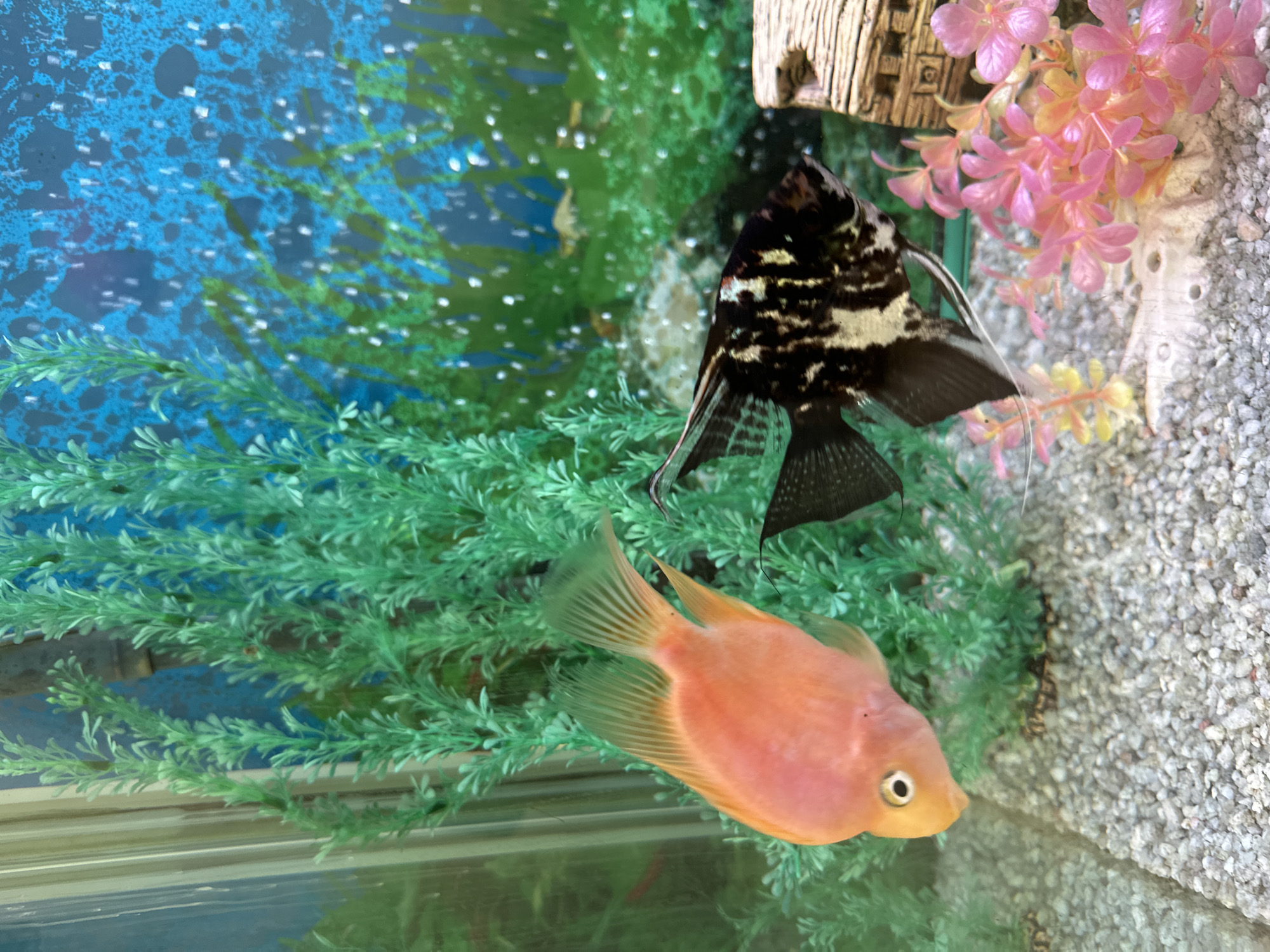 The image shows two fish swimming in an aquarium. One fish is orange and has a rounded body shape, while the other is black and white with a more angular body. The aquarium contains green plastic plants, pink decorative plants, a small, rustic-looking decoration, and a gravel substrate. The background of the aquarium is a blue and green scene with what appears to be bubbles or water effects. There are no people or any discernible details of the city of Novoaltaysk, Russia.