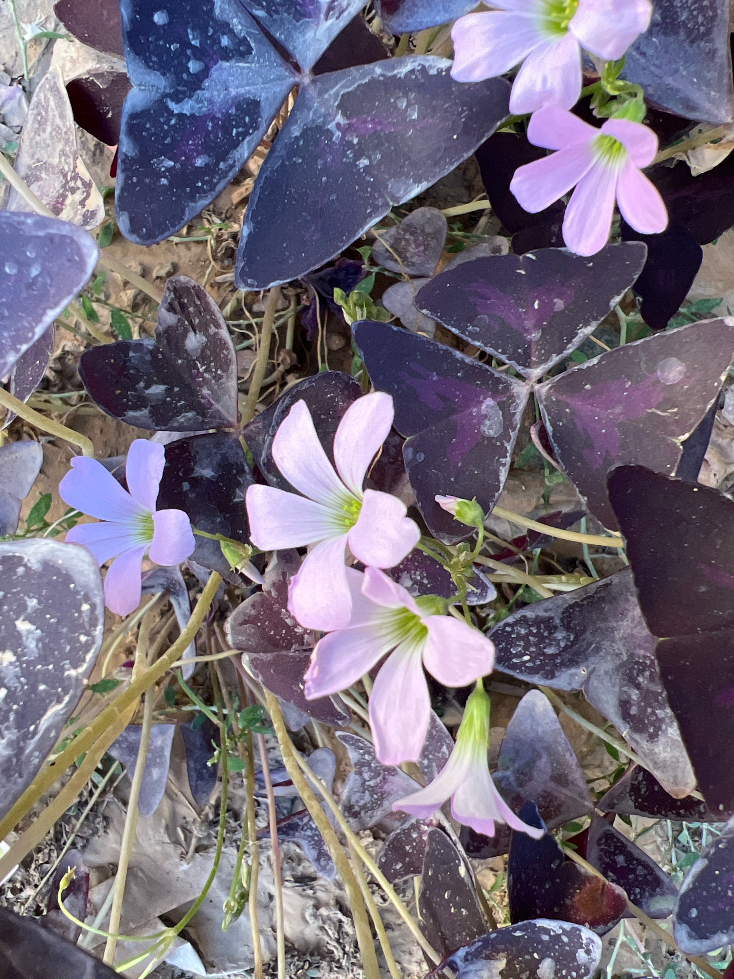 A close-up, high-angle shot displays a patch of purple shamrock plants with delicate pink flowers. The heart-shaped, deep purple leaves are speckled with lighter gray markings, creating a mottled appearance. Several pale pink, five-petaled flowers are scattered among the foliage, some fully open and others in bud. The plants are growing in dry, sandy soil with some scattered dry grass and twigs. The lighting is natural and appears to be from overhead. The scene is devoid of any human presence or activity. The location is listed as Unknown, Unknown.