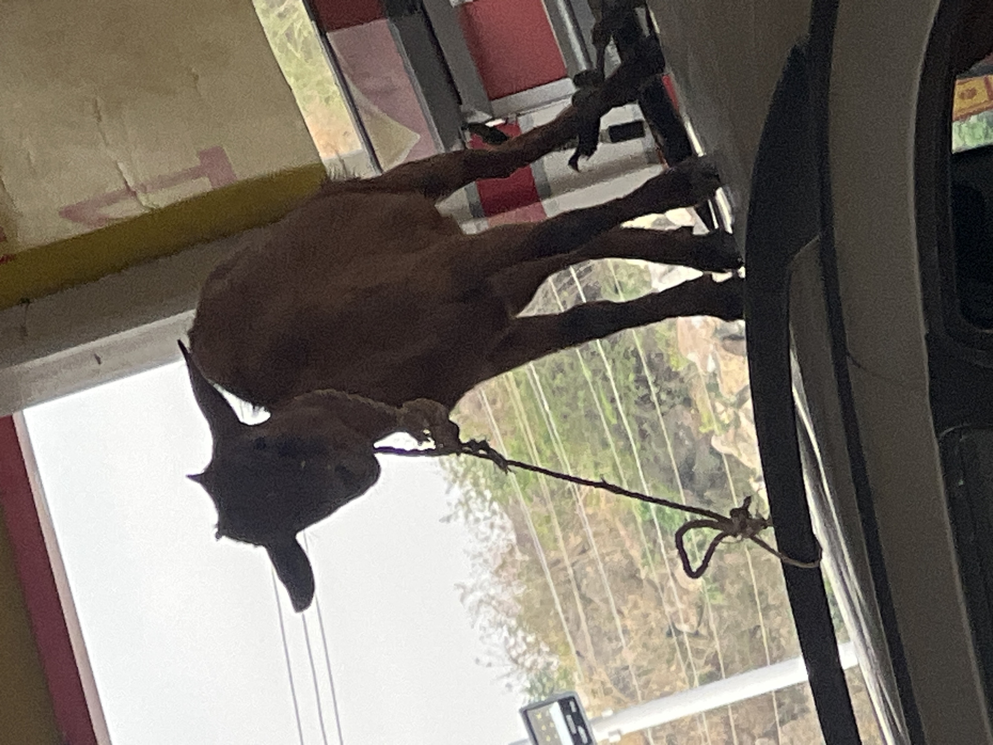 A medium-sized, brown goat stands in what appears to be the interior of a vehicle, facing outwards through a large window. The goat has small horns and is tethered by a rope around its neck, with the rope secured to an unseen point on the right side of the vehicle's interior.
The animal's body is primarily visible, silhouetted against the bright outdoor scene. Through the vehicle window, a landscape of trees and vegetation is visible under a bright, possibly overcast, daytime sky. On the upper left, a light-colored surface with faint red markings, possibly part of a building or roof, can be seen. The right side of the frame shows details of the vehicle's interior, including grey and beige paneling and a window frame.
The scene suggests the goat is being transported or temporarily held within a vehicle in an outdoor setting, indicative of daily life in a location like Jos, Nigeria. No people or discernible text are visible.