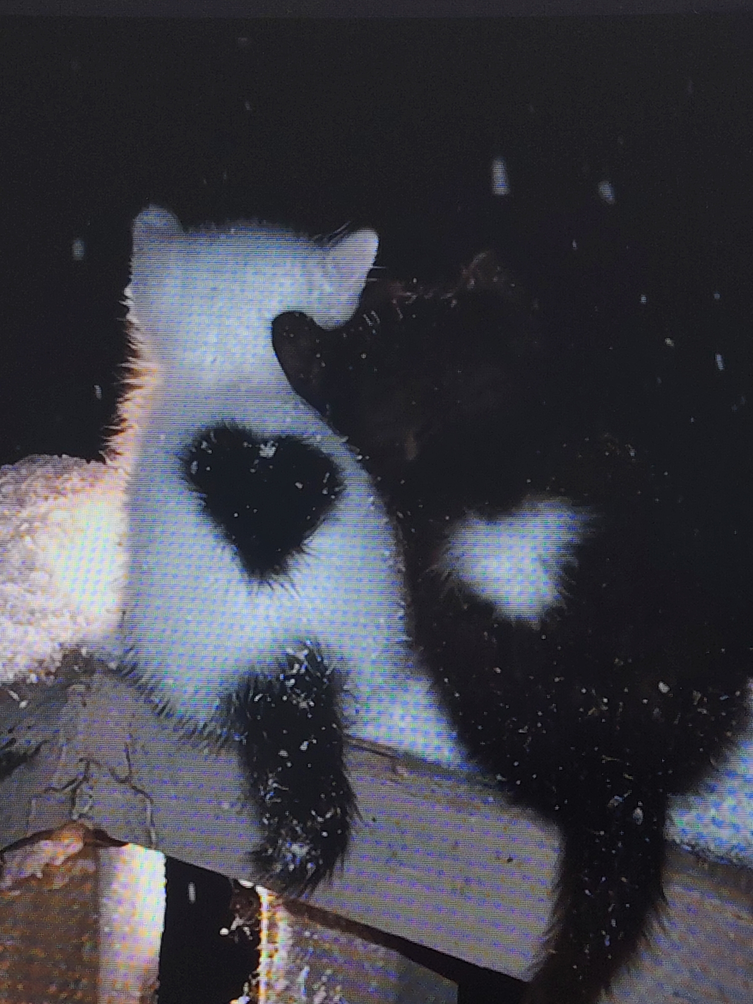 The image displays two felines in what appears to be a snowy, outdoor environment, possibly a rooftop or elevated structure. One feline is predominantly white with a black heart-shaped marking on its chest. The other feline is mostly black, with a white heart-shaped marking visible on its chest as well. Both animals have fur that appears somewhat disheveled, possibly due to the snow. Snowflakes are visible in the air, indicating active snowfall. The background is dark, suggesting nighttime or a heavily shaded area. The felines are positioned close to each other, with the black feline's head resting near the white feline's body. There is no discernible information within the image to suggest a location in Moscow, Russia.