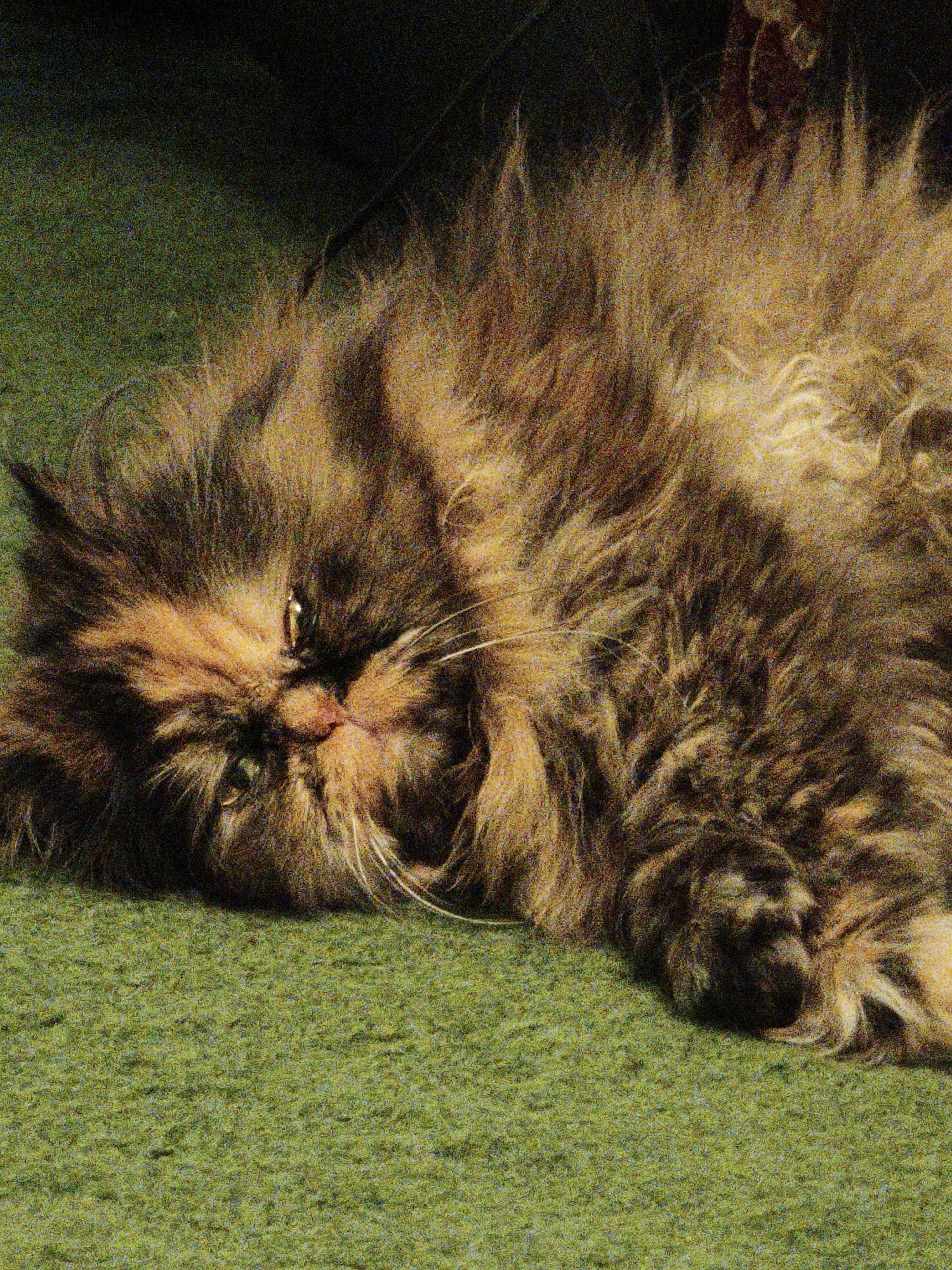 A long-haired cat lies on a green carpet. The cat has tortoiseshell coloring, with patches of black, brown, and orange fur. Its eyes are partially closed, and its mouth is slightly open. The cat's fur is very fluffy and appears to be spread out around its body. The background is dark, with some areas of green showing where the carpet extends out of focus.