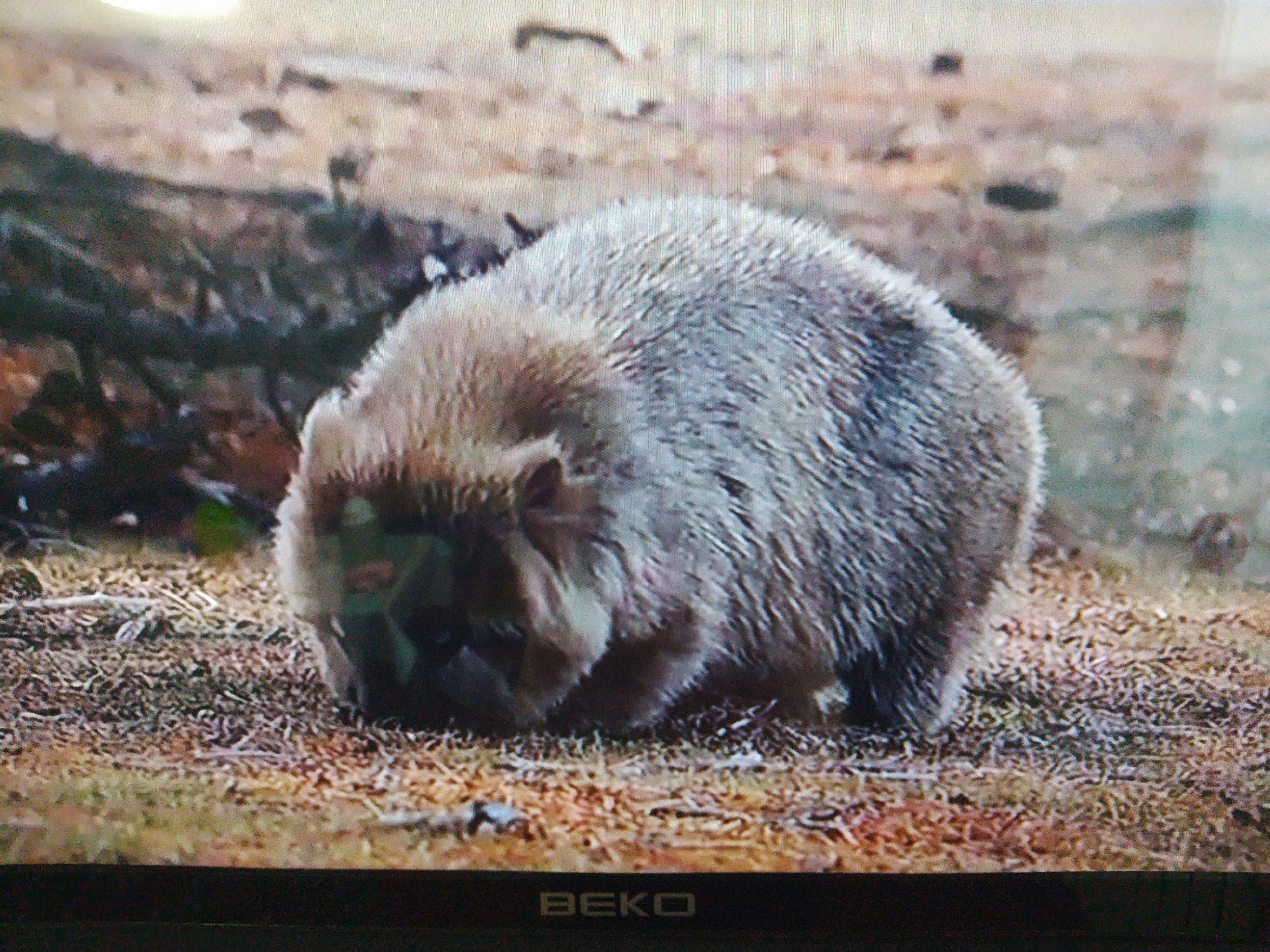 The image shows a wombat on the ground. The wombat is a short, stocky marsupial with coarse gray fur. It is facing to the left, with its head lowered as if it is sniffing the ground. The ground is covered in dry leaves and twigs. The background is blurred, but it appears to be a wooded area. The image is taken from a slightly elevated angle, looking down at the wombat. The lower portion of the image shows the bottom edge of a television screen with a "BEKO" logo. There is no indication of the location in Dushanbe, Tajikistan.