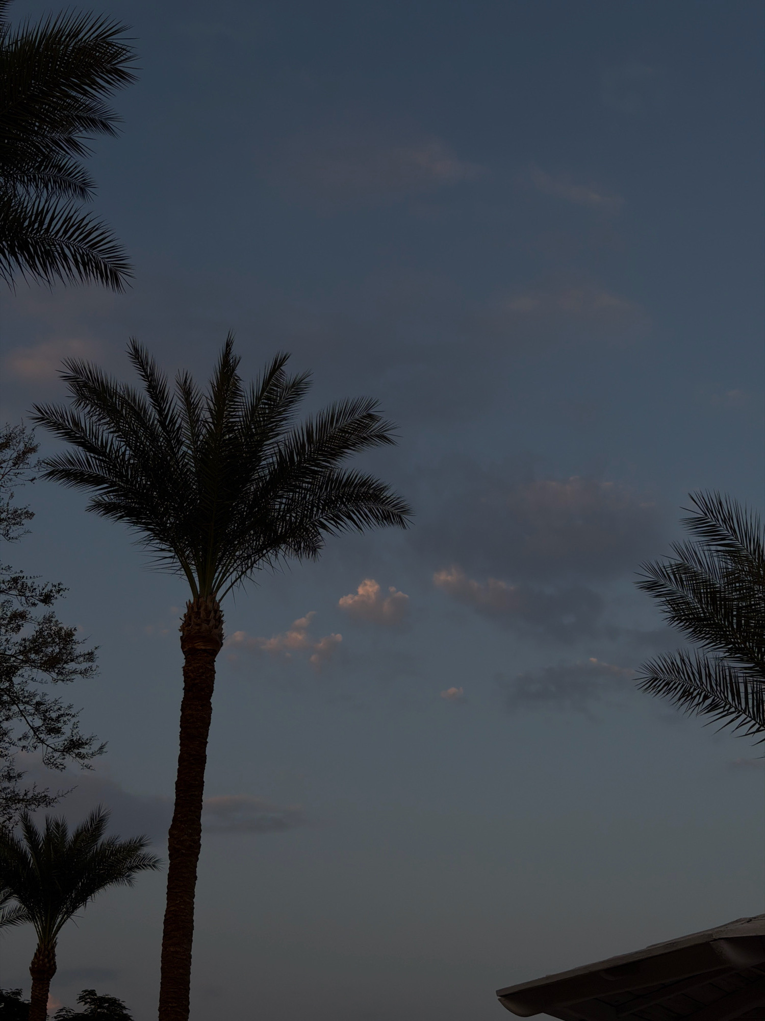The image captures a twilight sky over what appears to be a resort or coastal area, possibly in Sharm El Sheikh, Egypt, given the presence of palm trees. The sky is a deep, muted blue, transitioning to a darker hue at the top, with scattered, soft pinkish-grey clouds. Silhouetted against the sky are the fronds and trunks of several palm trees, with the most prominent one being a tall, slender date palm dominating the center-left of the frame. To the far left, the feathery fronds of another palm tree are visible. In the lower right corner, a portion of a light-colored structure, possibly a roof or awning, is visible, suggesting a built environment. The lighting indicates it is either dusk or dawn, with ambient light casting a subdued glow on the scene. No people are present.