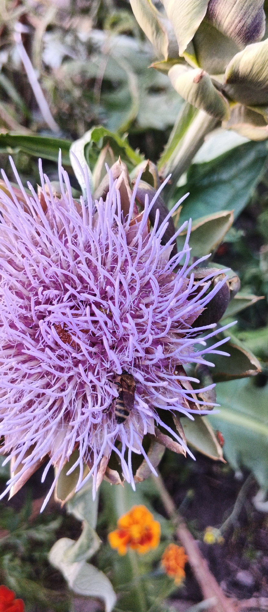 The image is a close-up, vertical shot of a blooming artichoke flower, predominantly in shades of lavender and purple, with some brown and green undertones. A bee is visible on the flower, its body striped with black and yellow, appearing to be collecting nectar. In the background, out-of-focus green leaves and some small, blurry orange flowers are present. The lighting suggests it is daytime, possibly late afternoon due to the soft light. The scene depicts a natural outdoor environment, likely a garden or park. There is no discernible connection to the city of Smila, Ukraine.