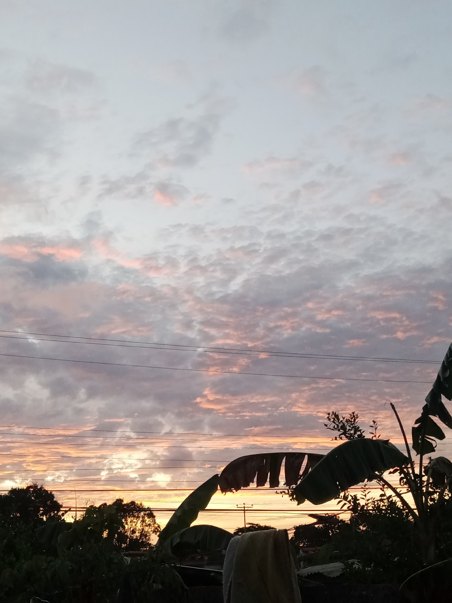 The image shows a dawn or dusk sky with altocumulus clouds tinged with pink and orange, likely due to the setting or rising sun. In the foreground, silhouettes of trees and banana leaves frame the lower portion of the shot. Power lines stretch horizontally across the middle ground. The location is possibly Juan Griego, Venezuela, given the presence of tropical vegetation. No people are visible.