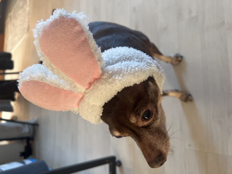 The scene depicts a small, short-haired brown dog, possibly a Chihuahua, wearing a white, fluffy costume headpiece with prominent pink-lined bunny ears. The dog stands on a light-colored wooden floor, facing towards the left side of the frame, with its head slightly lowered. Its eyes are dark and reflective, and there is some lighter brown or gray fur around its snout, suggesting age. The background is softly blurred, showing indistinct indoor elements, including a black metal furniture leg visible on the left. The environment is an indoor setting in Saint Petersburg, Russia.