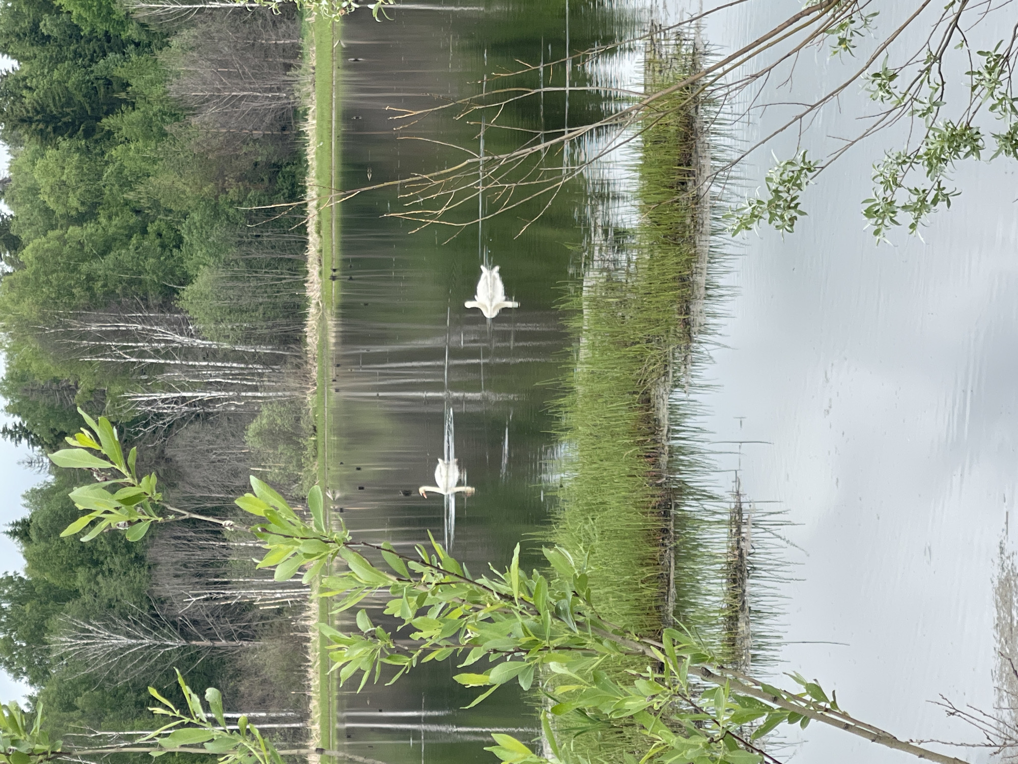 The scene depicts a pond in Kamennyi Kliuch, Russia. Two white swans are swimming in the water, creating reflections on the surface. The pond is surrounded by green grass and trees on its banks. A branch with green leaves is in the foreground. The sky is overcast, giving the scene a muted, natural light.