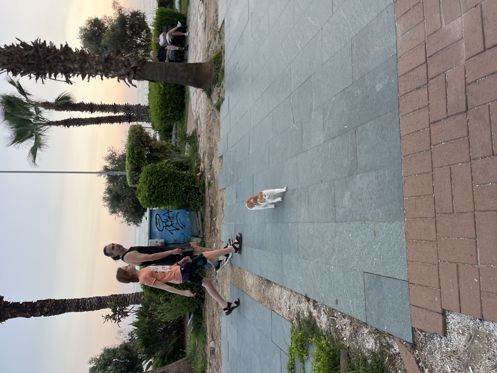 The image captures a scene on a coastal promenade in Alanya, Turkey, during what appears to be late afternoon or early evening. The overall orientation of the image is vertical, with the horizon running up the left side.
In the foreground, two individuals are walking or standing on a paved walkway. A man with dark hair and a beard, wearing a black tank top and dark shorts, is on the left. Beside him is a younger person with reddish-blonde hair, wearing an orange t-shirt, patterned shorts, and sandals. A small white and orange cat is positioned further along the gray paved section of the walkway, looking towards the camera.
The walkway consists of two distinct sections: a wider area of gray rectangular pavers and a narrower strip of reddish-brown brick pavers to the right. To the left of the walkway, there is an area of sparse dirt and greenery, including several palm trees with thick, textured trunks and leafy fronds. In the middle ground, two people are seated on a park bench under a tree, appearing relaxed.
Further in the background, a blue utility box with white graffiti is visible. Beyond the trees and bushes, the calm, light-colored expanse of the sea or ocean can be seen under a soft, diffused sky that transitions from pale yellow to light blue, indicating either sunrise or sunset. The light suggests pleasant weather conditions.