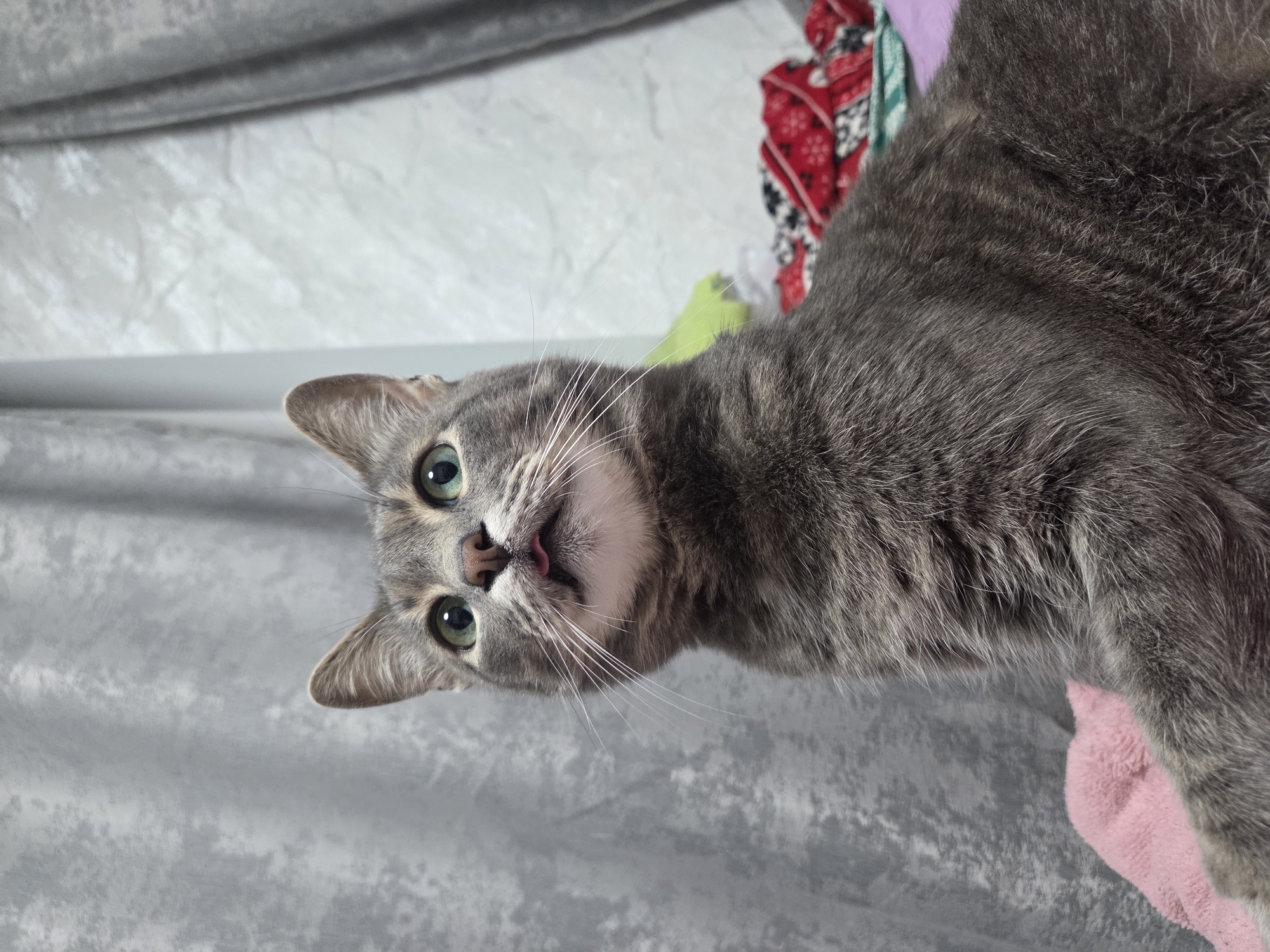 A grey tabby cat with green eyes is looking up and to the left, with its tongue sticking out slightly. The cat is sitting on a pink blanket, with other blankets in the background. The background appears to be a room with grey curtains. The image does not contain information that allows for determination of the location in the city of Minsk, Belarus.
