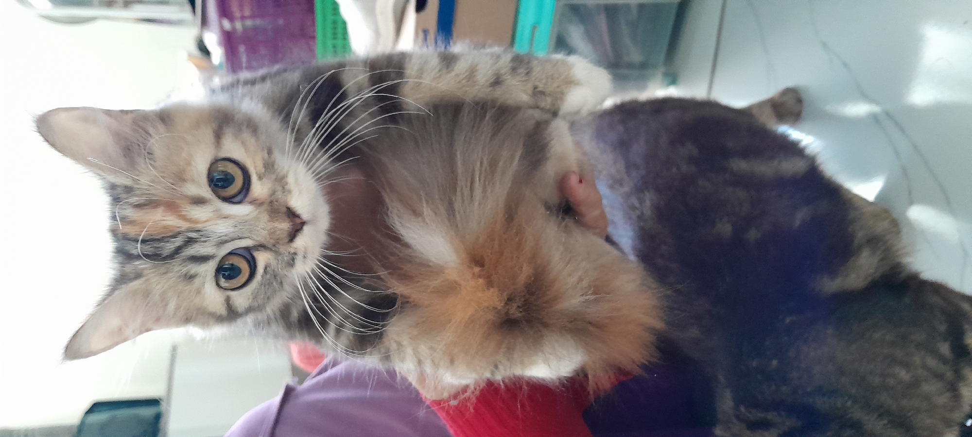 A calico kitten is held in someone's arms. The kitten has large, amber eyes with dark pupils, prominent white whiskers, and tufts of fur on its ears. Its fur is a mix of brown, black, and orange, with tabby markings. The kitten's front paws are visible, and it appears to be looking directly at the camera. The background is blurred, but appears to be an indoor setting with some shelving and plastic containers. A portion of another animal, possibly an adult cat, is visible below the kitten. The scene is set in a room in Tambakrejo, Indonesia.