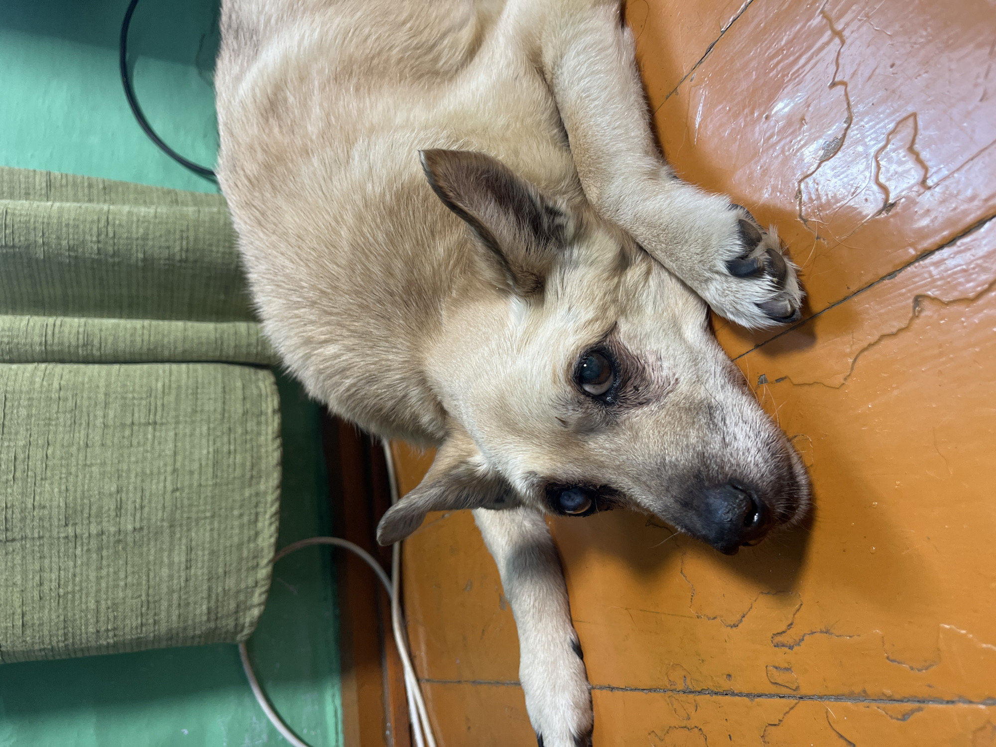 A light brown dog with dark ears and eyes lies on a wooden floor. The dog is curled up with its paws crossed and its head resting on the floor. The floor is a warm orange color and appears to be old and worn, with some cracks and scuff marks. To the left of the dog is a green upholstered chair. The wall behind the chair is painted green. A black wire is visible near the top of the image, and a white wire runs along the floor near the chair. The overall scene suggests a domestic setting, possibly in a home. The dog's posture and expression could be interpreted as relaxed or perhaps a bit sad. There is no visible text in the image. Given the location context of Nizhny Tagil, Russia, this scene could be taking place indoors in a residential apartment or house.
