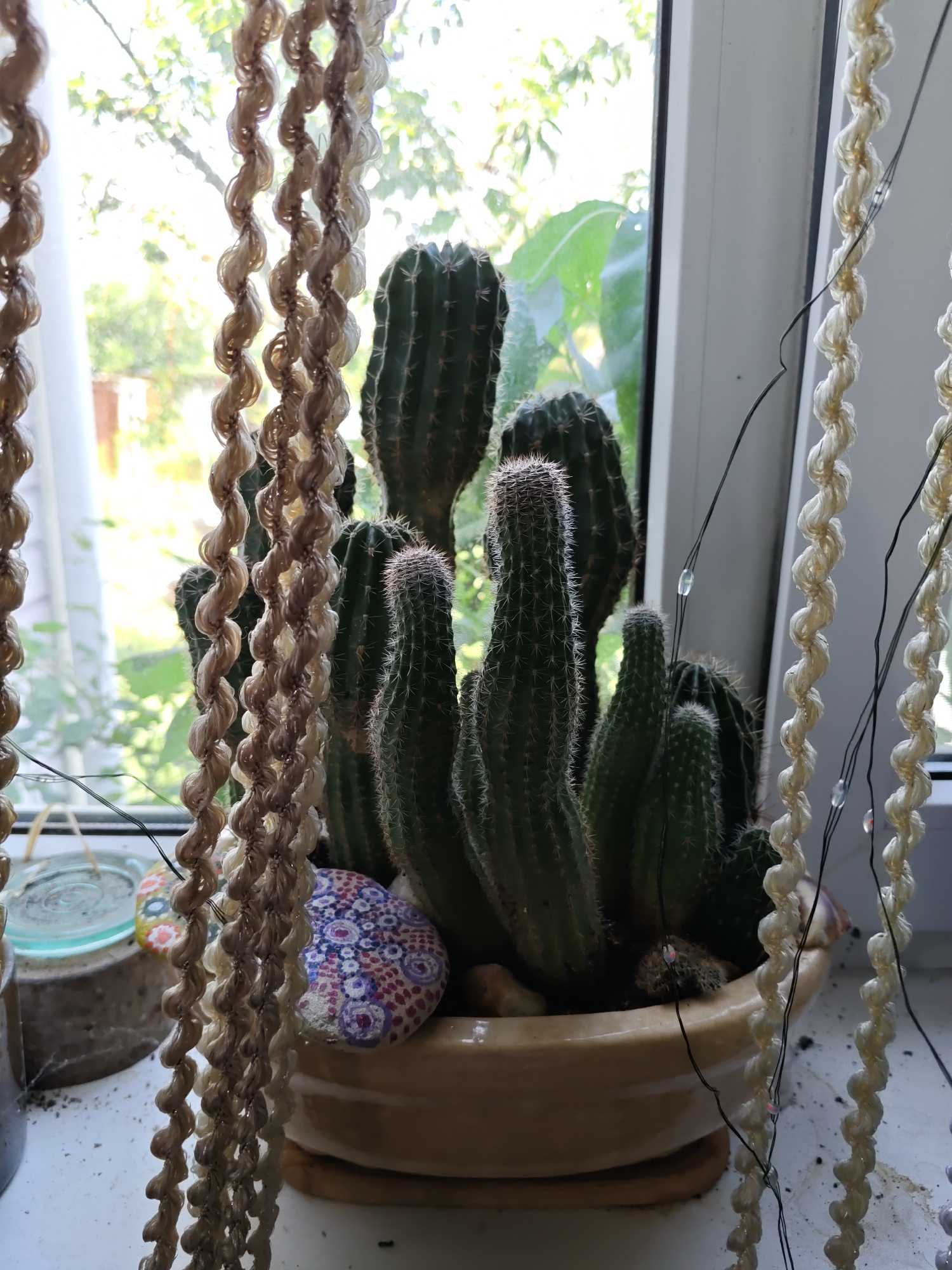 In Rostov-on-Don, Russia, a collection of cacti is arranged in a light-colored ceramic pot on a windowsill. The cacti are of varying sizes and shapes, with some having prominent spines. Three macrame hangers with twisted strands hang in the foreground, partially obscuring the plants. Small, clear lights are attached to thin wires that run behind the macrame and near the cacti. A decorative stone with a painted mandala pattern in pink, purple, and blue is placed in front of the cacti. The background shows a blurred view of green foliage and a window frame. The windowsill is speckled with dirt.