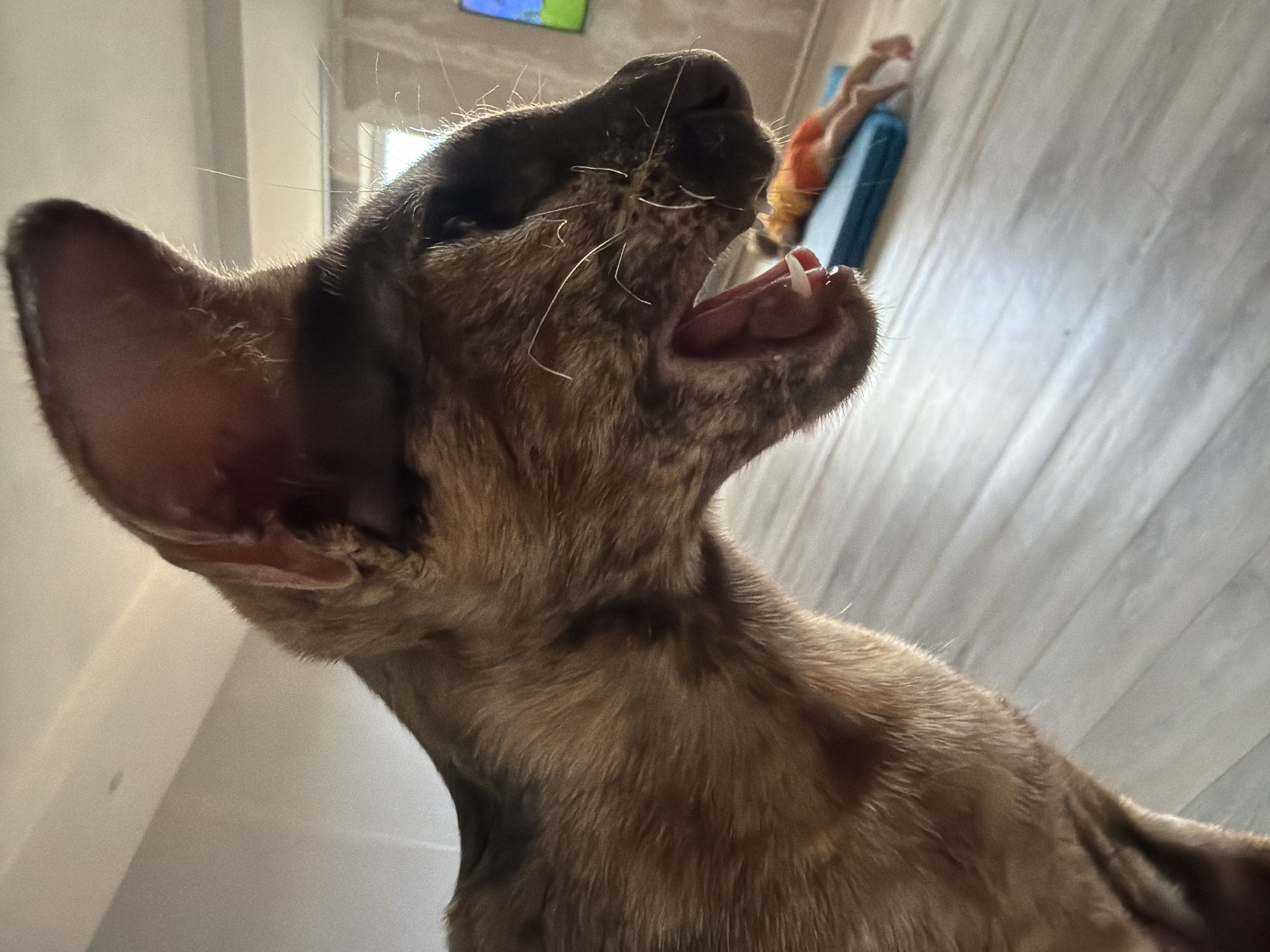 A close-up, low-angle shot captures a brown tabby cat yawning, its mouth wide open, revealing sharp teeth and pink gums. The cat's head is angled towards the right, with one ear prominently featured. In the blurred background, a child wearing an orange shirt and shorts lies on a blue mat on a light-colored wooden floor. A television screen is visible on the wall in the far background. The scene appears to be indoors, likely in a residential setting in Chaikovsky, Russia.