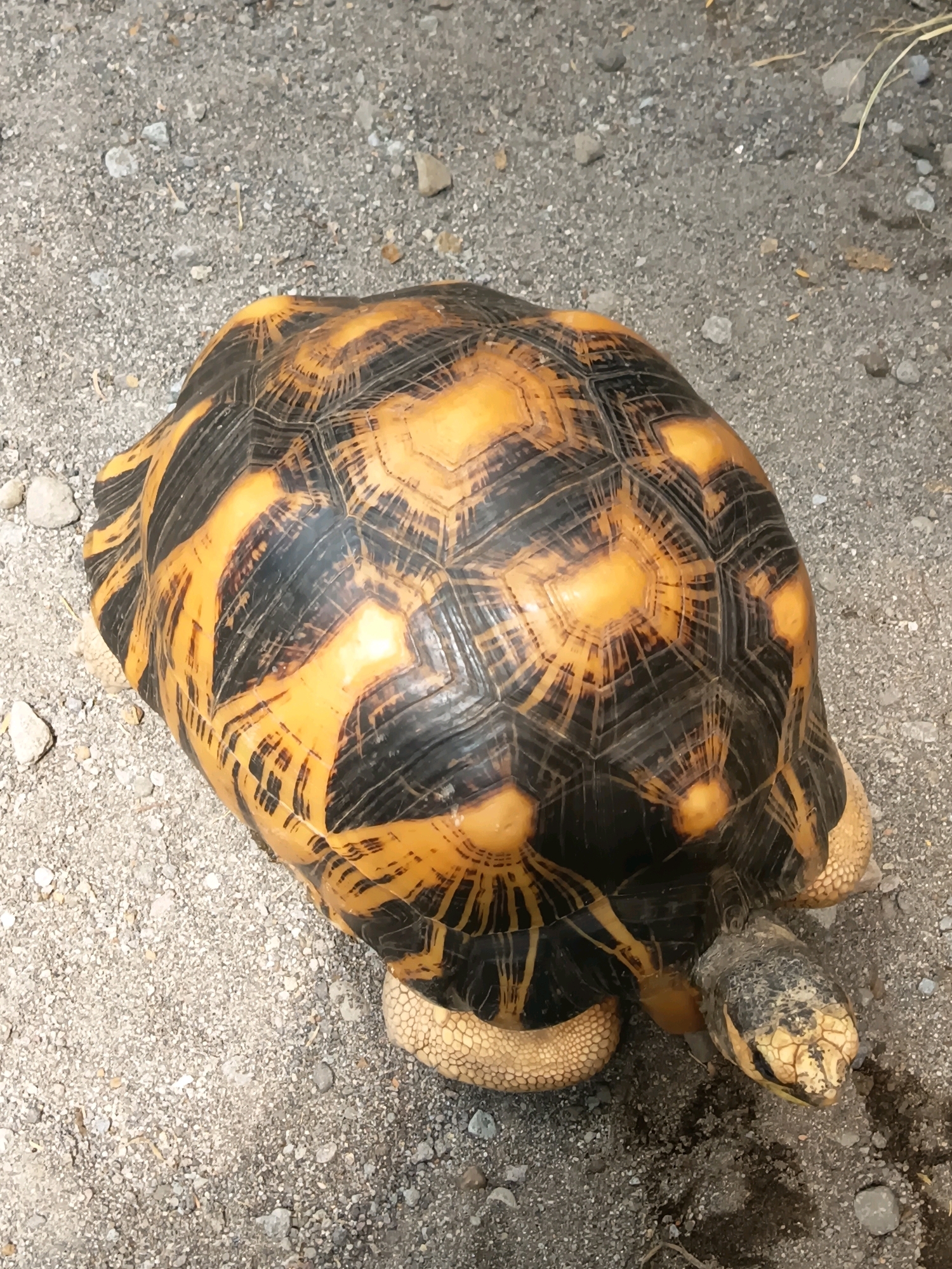 An overhead shot captures a star tortoise on a gravelly surface. The tortoise's shell exhibits a striking pattern of black and golden-yellow sections, resembling radiating lines and circular markings. Its head and limbs are visible, with scaly skin and a yellowish-brown coloration. The ground is composed of small gray stones and sand, with a few scattered dry leaves. There is no discernible information in the image to suggest a specific location in Yogyakarta, Indonesia.