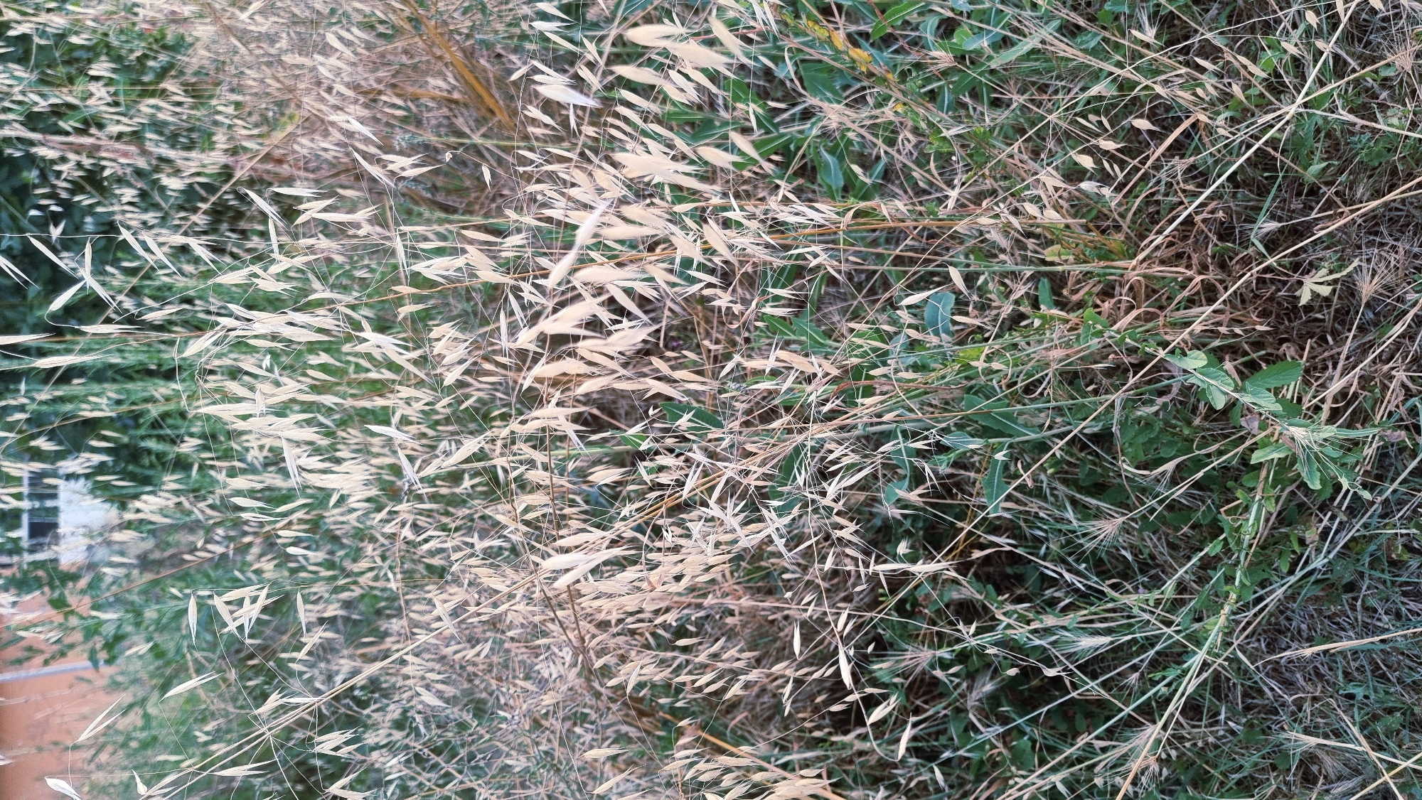 The image shows a close-up of dry grass and green foliage. The grass stalks are light brown and stand tall amidst the green leaves and other vegetation. The background is slightly out of focus, but suggests an outdoor environment with hints of a building and more greenery. The scene appears to be a natural or semi-natural area. The location is identified as Sant Joan les Fonts, Spain.