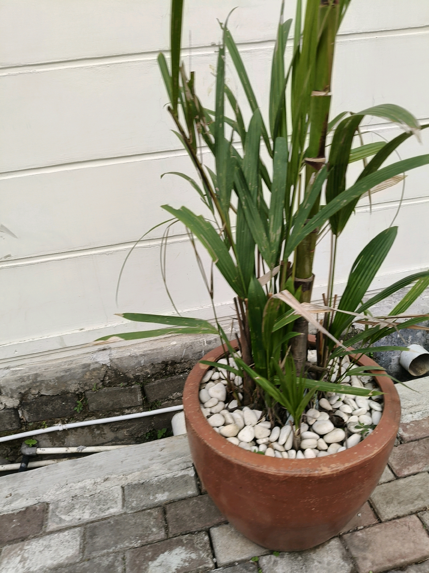 The image shows a potted plant with long, green leaves and a brown trunk, placed in front of a white horizontal paneled wall. The pot is made of terracotta and is filled with small white stones. In the background, there are visible bricks, a concrete ledge, and a white pipe running horizontally near the ground. The scene is outdoors, with a paved area in the foreground composed of grey and reddish-brown bricks. The lighting suggests it is daytime, with no people or animals present. The environment appears to be a domestic or garden setting.