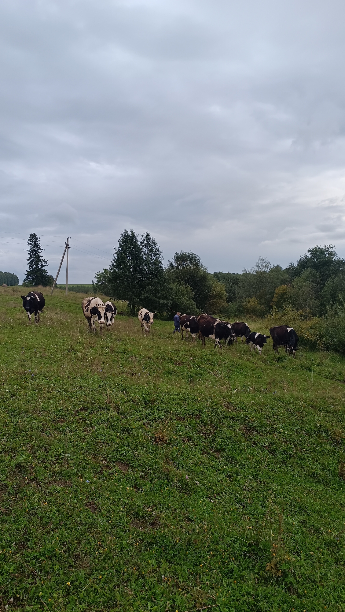 A herd of black and white cows grazes on a grassy hillside under a cloudy sky. A person in a blue shirt and dark pants, likely a herder, is visible near the center of the frame, interacting with some of the cows. In the background, a line of trees forms a dense forest, with a single power pole visible on the left side of the image. The terrain is uneven, with patches of green grass and some wildflowers. The overall scene suggests a rural setting in the city of Karsha, Russia.