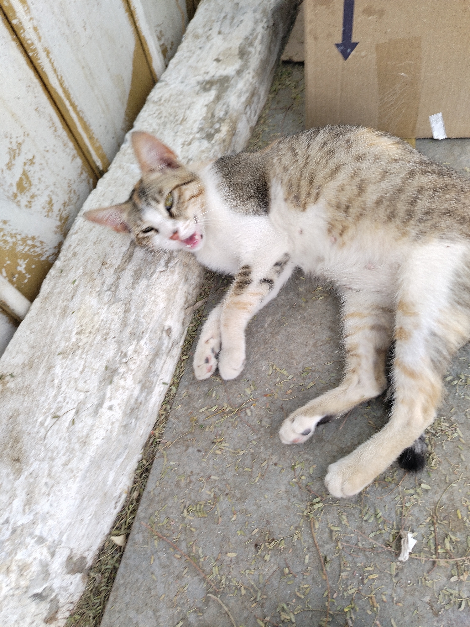 A tabby cat is lying on the ground next to a concrete barrier and a wall in Al Mas'oudi, United Arab Emirates. The cat's mouth is open. There is some dry foliage on the ground. A cardboard box is also present.