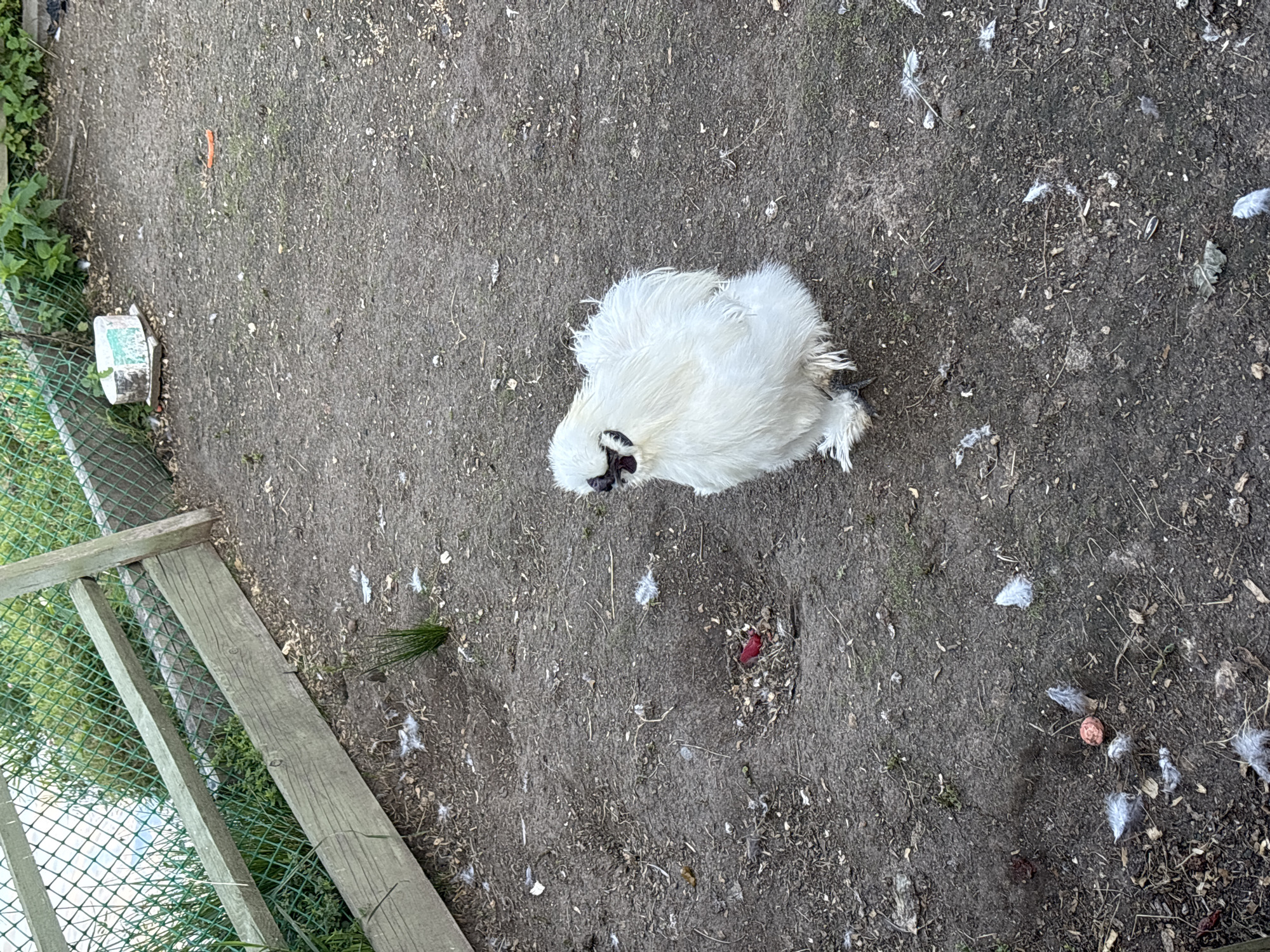 In the village of Romashkovo, Russia, a white Silkie chicken is observed in an outdoor enclosure. The enclosure has a dirt ground surface, with scattered feathers and some debris. A wooden fence with green mesh is visible along the left side of the frame, bordering a grassy area. In the background, a discarded white and green object rests on the ground. The chicken, characterized by its fluffy white plumage, is the central subject of the image, standing amidst the enclosure's natural, somewhat unkempt environment.