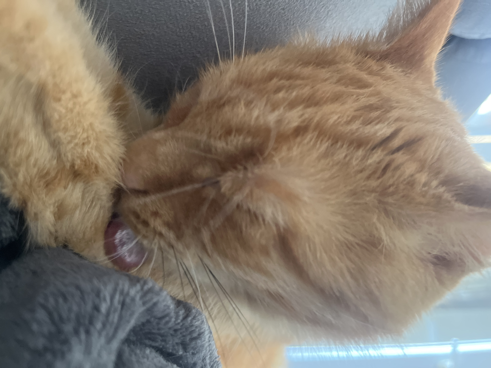 An orange tabby cat is grooming itself, its tongue extended to lick its paw. The cat's fur is fluffy and appears well-maintained. The background is softly blurred, with hints of a gray surface and a bright, possibly windowed, area in the upper right. The scene takes place indoors, in Zabrze, Poland.