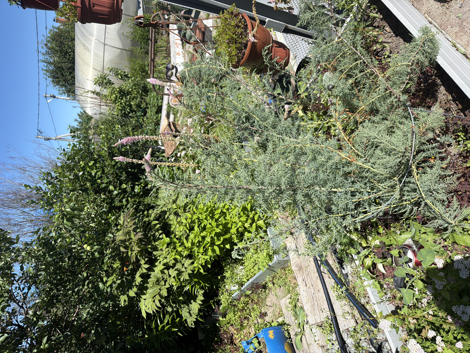 This image captures a sun-drenched, outdoor garden scene, likely in the village of Karachino, Russia. The primary subjects are a variety of plants and garden elements. A large, bushy evergreen shrub with delicate, feathery foliage dominates the foreground, its branches reaching out across the frame. Among this shrub, and in other parts of the scene, are smaller plants with vibrant green leaves and some with delicate pink and white blossoms.
In the background, a large, curved structure, possibly a greenhouse or polytunnel, is visible, partially obscured by lush greenery. Several terracotta pots, some containing plants, are placed on metal shelving units, hinting at a cultivated but perhaps somewhat unkempt garden. Wooden planks and gravel ground cover are also visible, contributing to the rustic feel of the setting. A bright blue bucket and black hosing suggest ongoing gardening activities.
The time of day appears to be late morning or early afternoon, indicated by the bright, directional sunlight casting distinct shadows. The weather is clear and sunny, with a bright blue sky visible in the upper left corner. There are no people visible in the image. The overall impression is one of a thriving, natural garden space, full of life and bathed in warm sunlight. No visible text is present in the image.