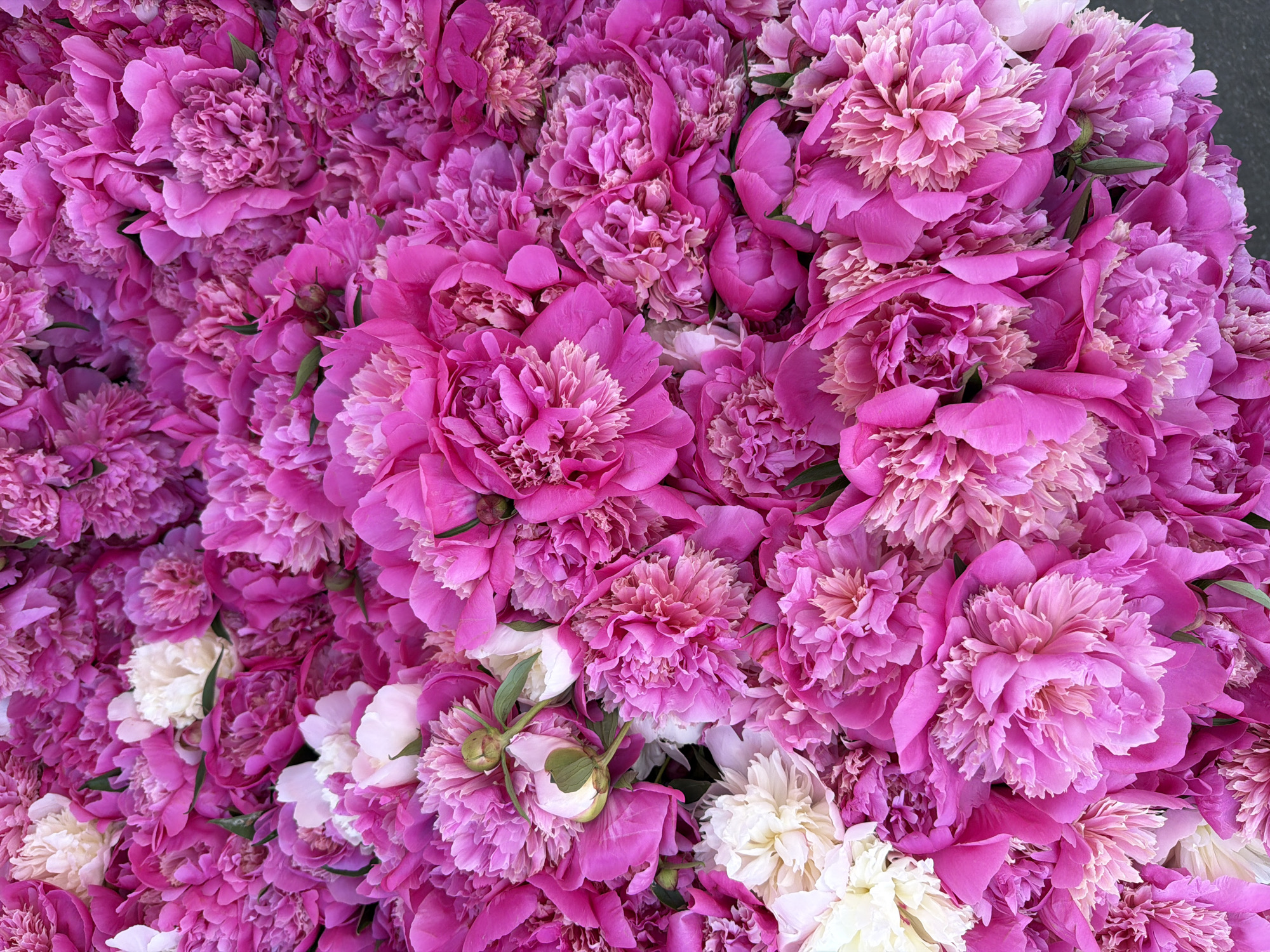 The image is a high-angle, close-up shot of a dense arrangement of pink and white peonies. The peonies appear to be freshly cut, with a mix of fully open and partially budded blooms. The colors range from deep magenta pink to lighter, almost pastel pinks, with a few white flowers interspersed. No people are visible in the frame. The setting is not discernible from the image; therefore, no location within the city of Vracar Urban Municipality, Serbia, can be determined.