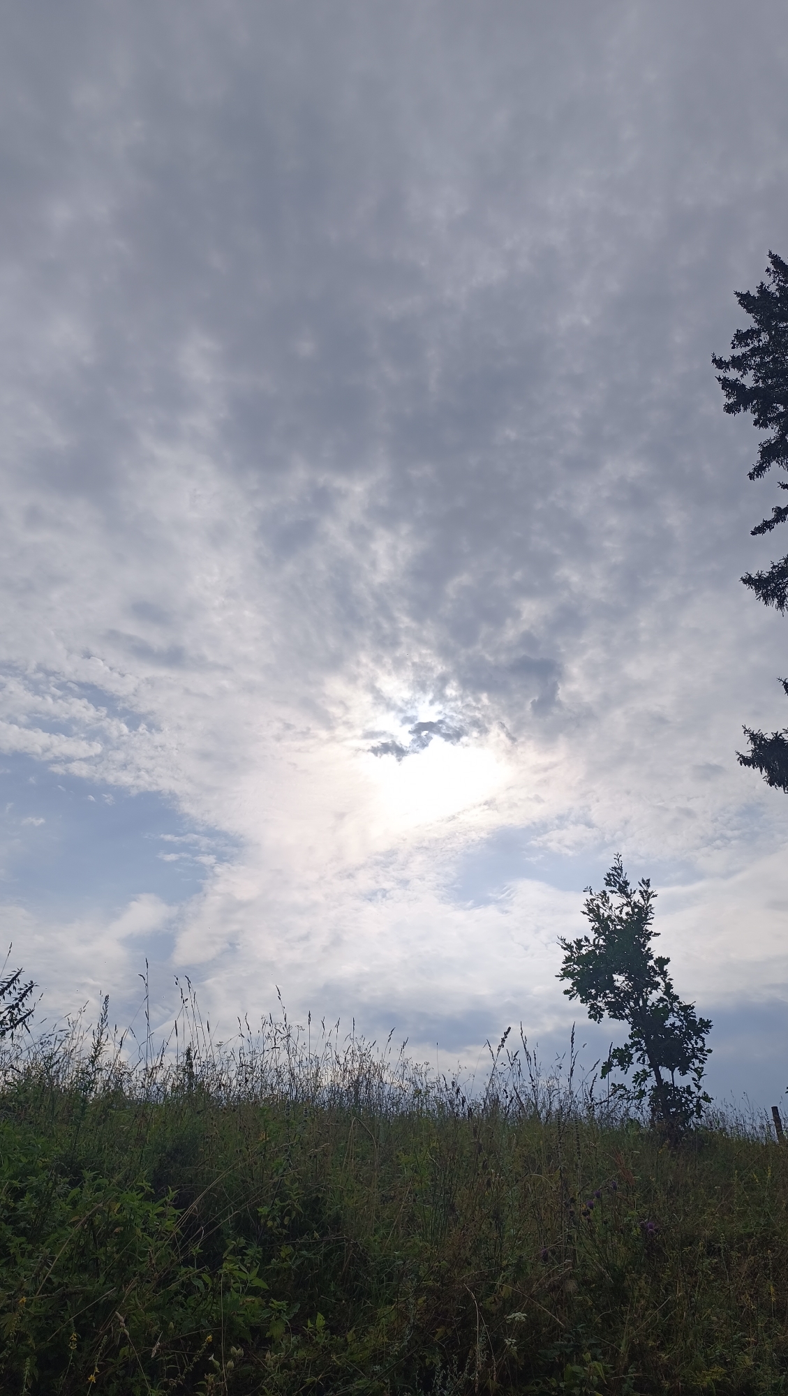 The image captures a natural landscape under a cloudy sky. The foreground is dominated by dense, green vegetation and tall grasses, suggesting a meadow or a grassy hillside. A few trees are visible, with one slender tree silhouetted against the sky on the right side of the image. The sky itself is filled with grey and white clouds, with patches of blue sky peeking through. The sun is partially obscured by clouds, creating a diffused, bright light. The overall impression is one of a serene, perhaps slightly overcast, outdoor scene. There are no people or man-made structures readily apparent in the image. The location is not specified within the image itself, and there is no visual information to confirm it is in the city of Karsha, Russia.