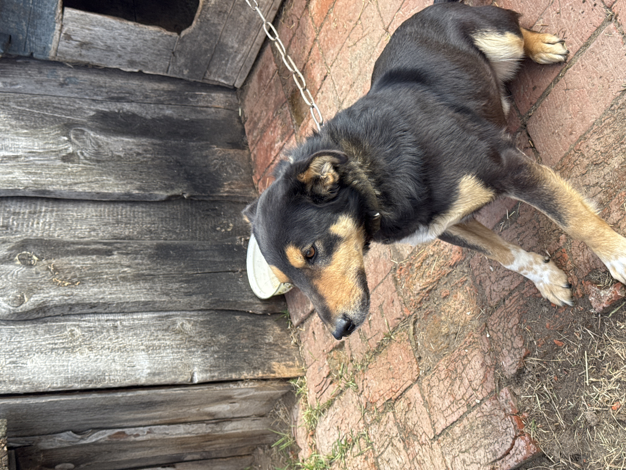 A black and tan dog is lying on a brick surface next to a wooden doghouse in Гаревая, Russia. The dog is chained to the doghouse.