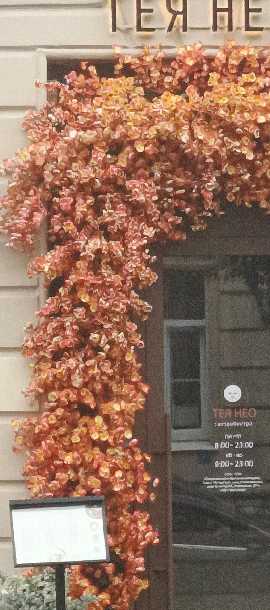 This is a close-up, medium shot of a building exterior adorned with vibrant, reddish-orange foliage that forms an archway. The foliage cascades down the side of the building, partially obscuring a window and a sign. The building appears to be made of light-colored stone with horizontal detailing.
On the window, there's a sign with text and a simple graphic of a face. The text reads "TEA HEO" and includes operating hours. Below the window, a white sign on a black stand displays some text that is mostly illegible due to glare. The scene suggests a business, likely a cafe or tea shop, with outdoor decoration. The lighting indicates it is daytime, though no specific time or weather conditions are apparent. The overall impression is one of charming, autumnal decoration against a classic architectural backdrop.