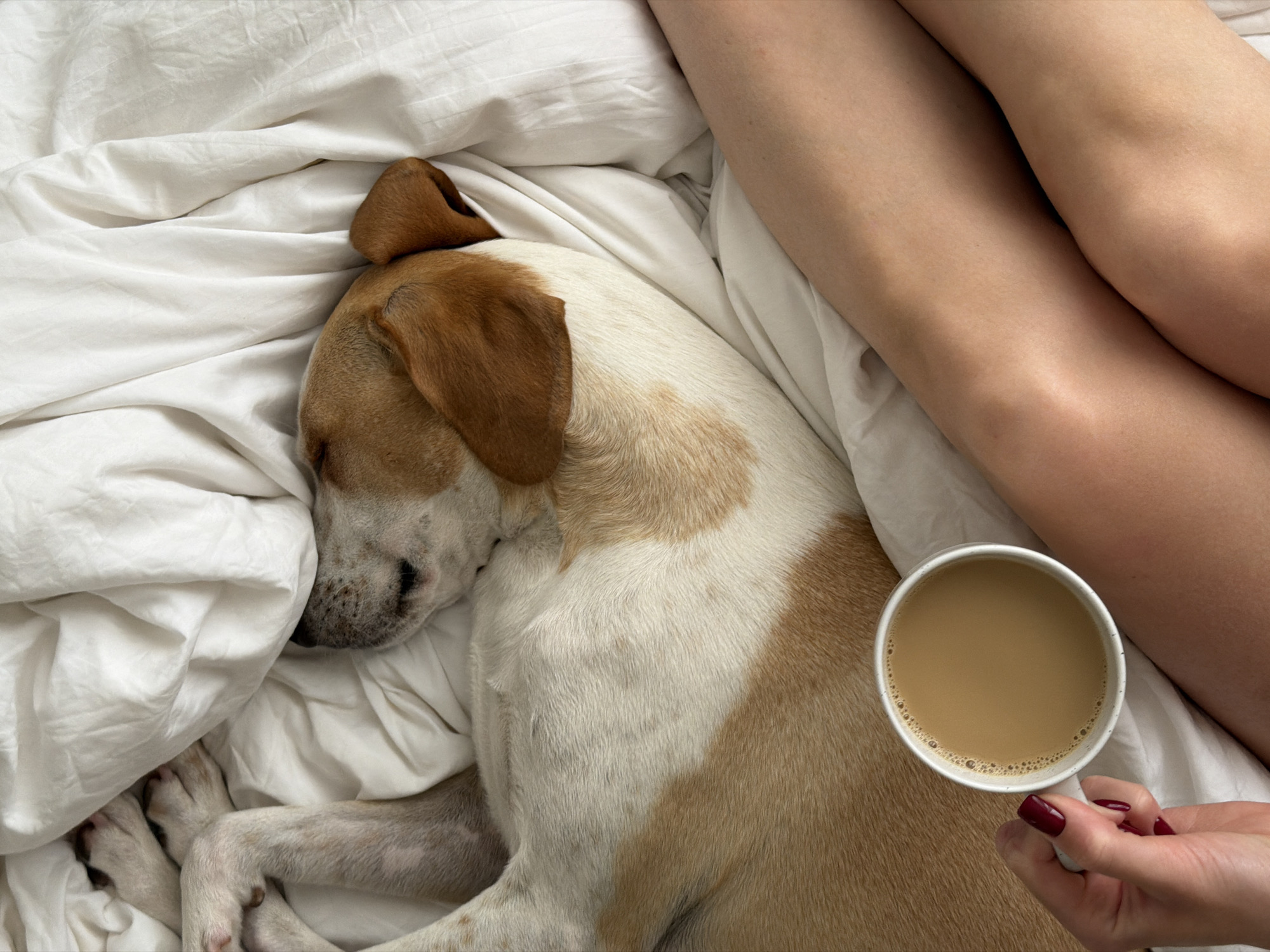 A high-angle shot features a tan and white dog sleeping on white bedding, next to the legs of a person lying in bed. The person is holding a white ceramic mug of coffee. The location is not discernible from the image.